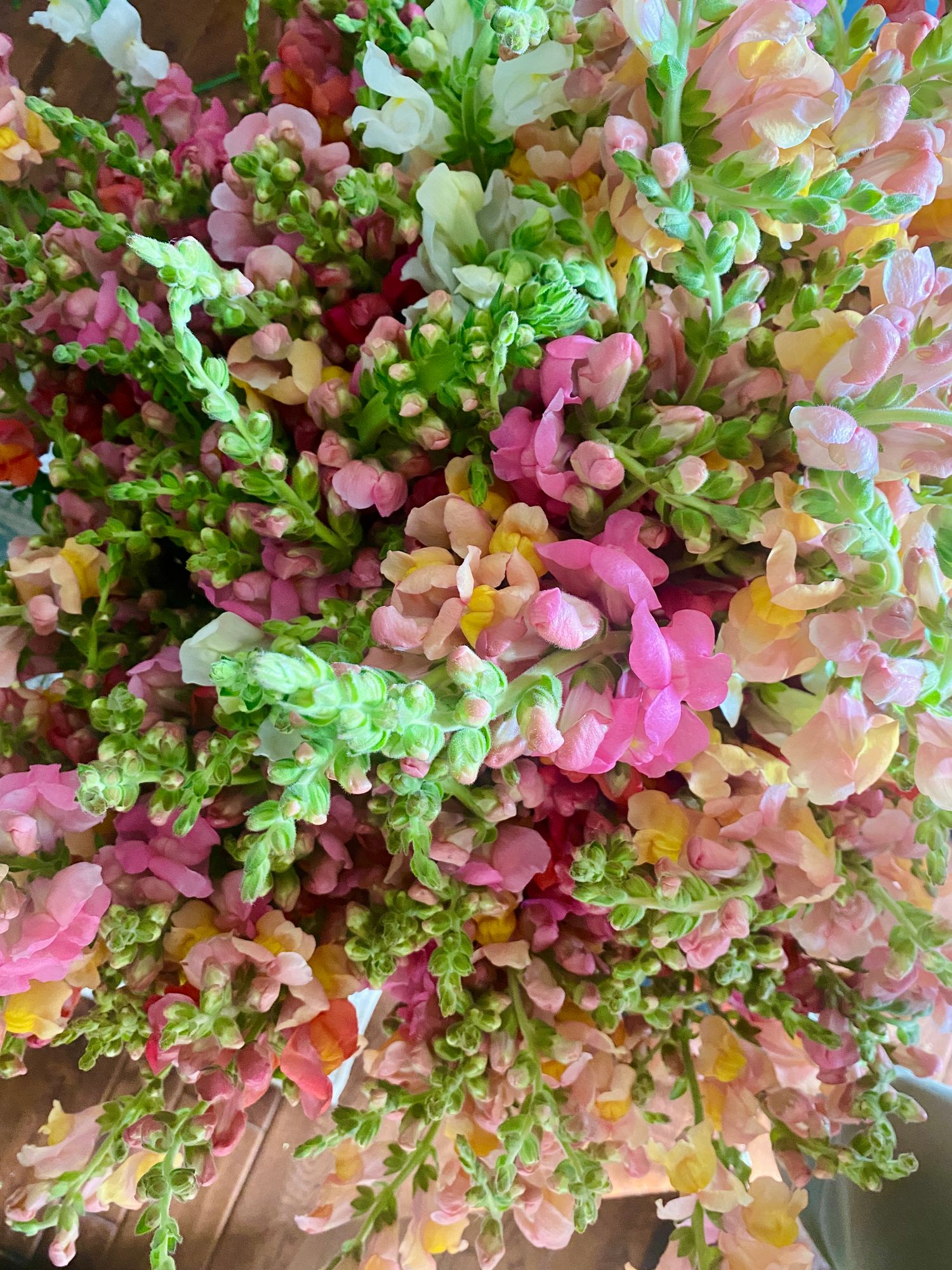 Snapdragons - Sunrise Mix Bucket