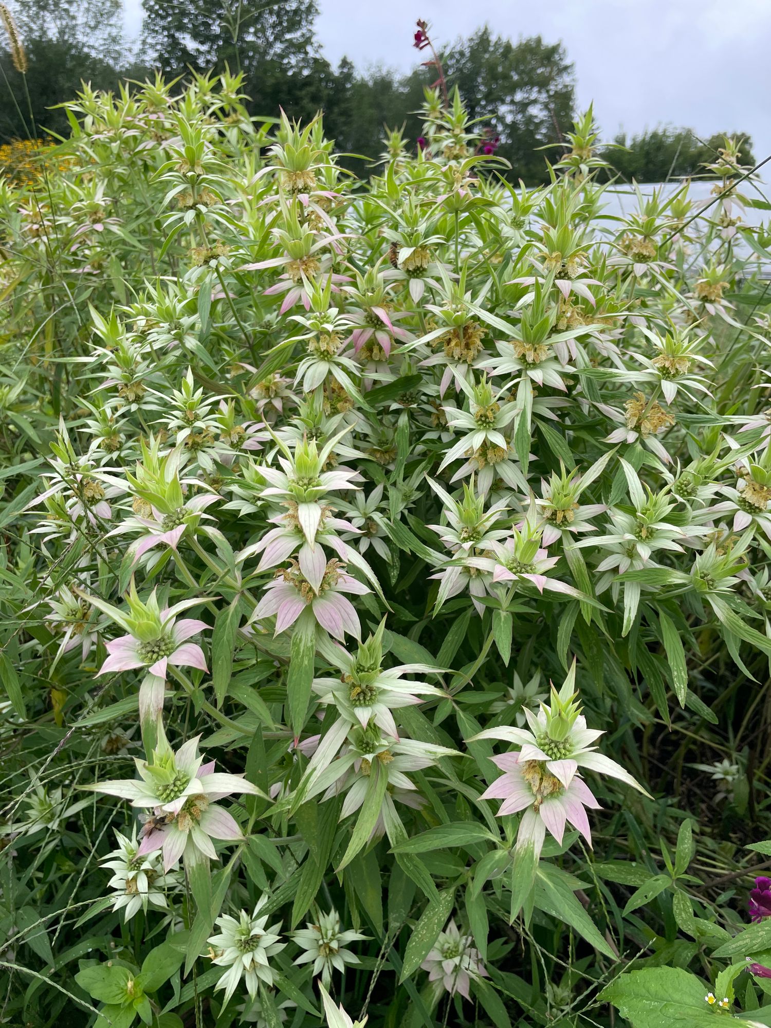 MONARDA punctata
