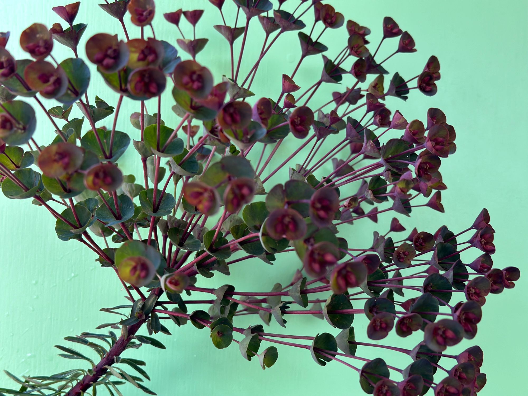 EUPHORBIA polychroma