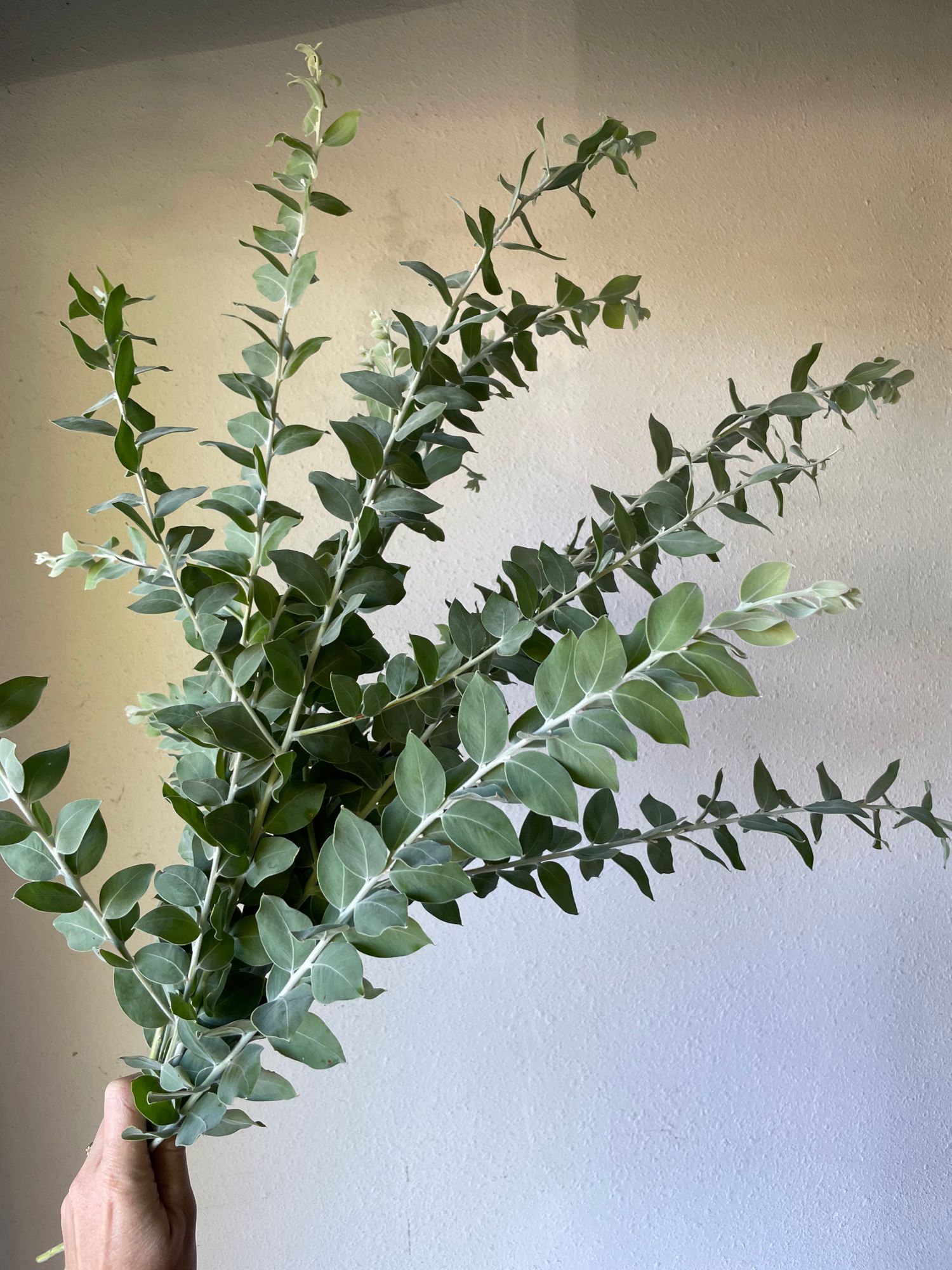 ACACIA cognata