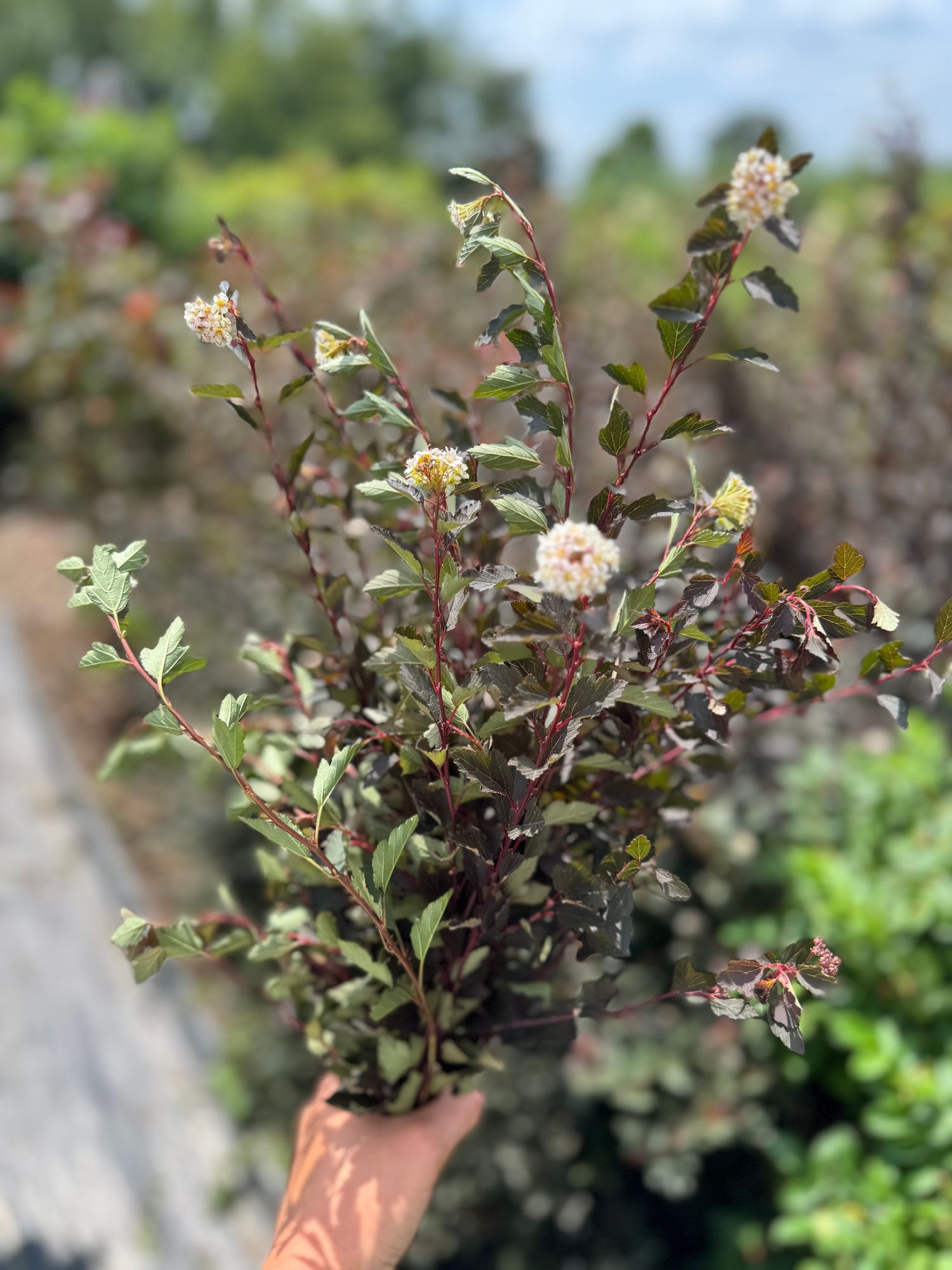 PHYSOCARPUS opulifolius Diabolo