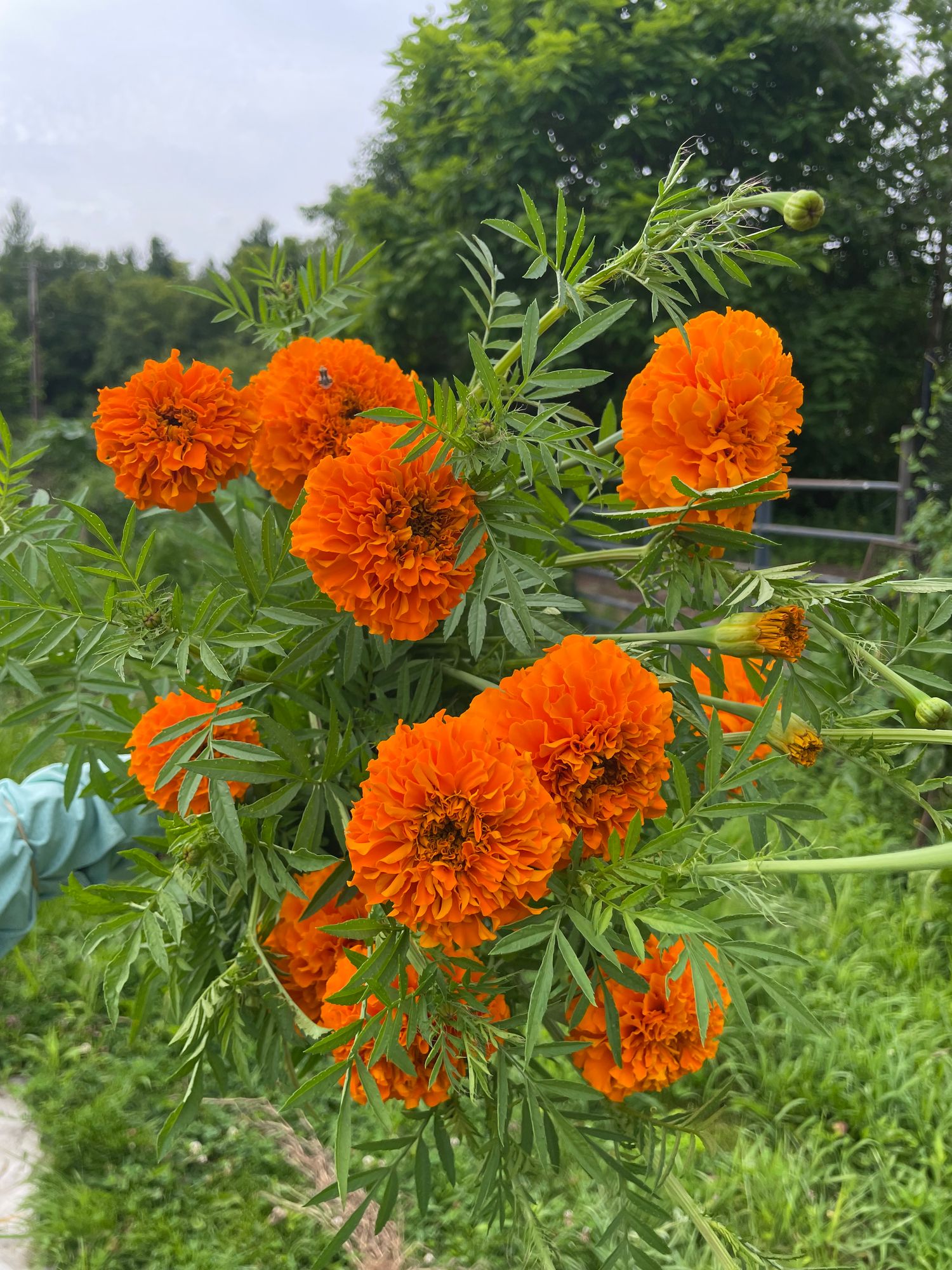 TAGETES erecta Bindi Orange
