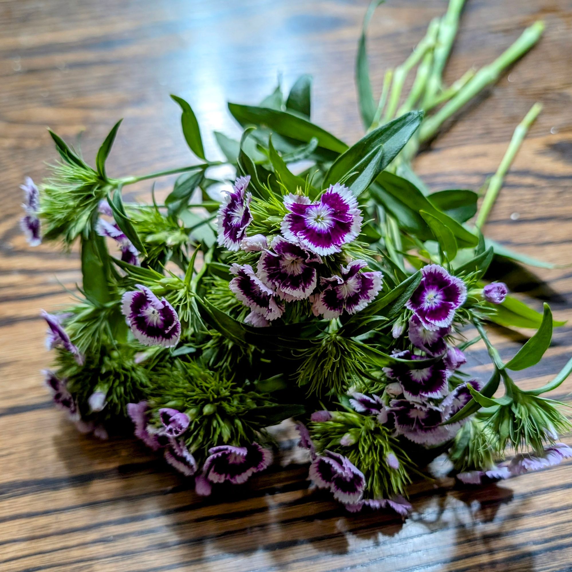 DIANTHUS barbatus Sweet Purple/White Bi-Color