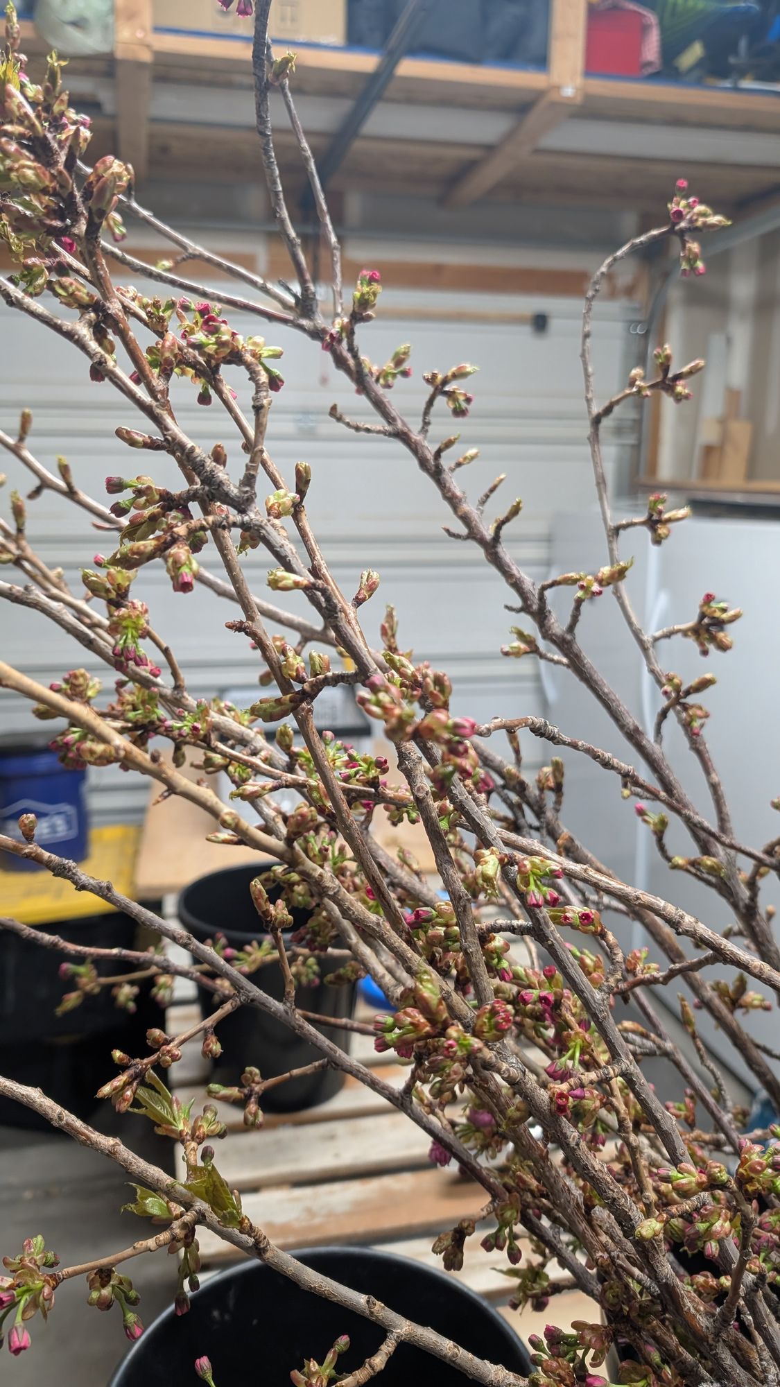 PRUNUS serrulata Kanzan