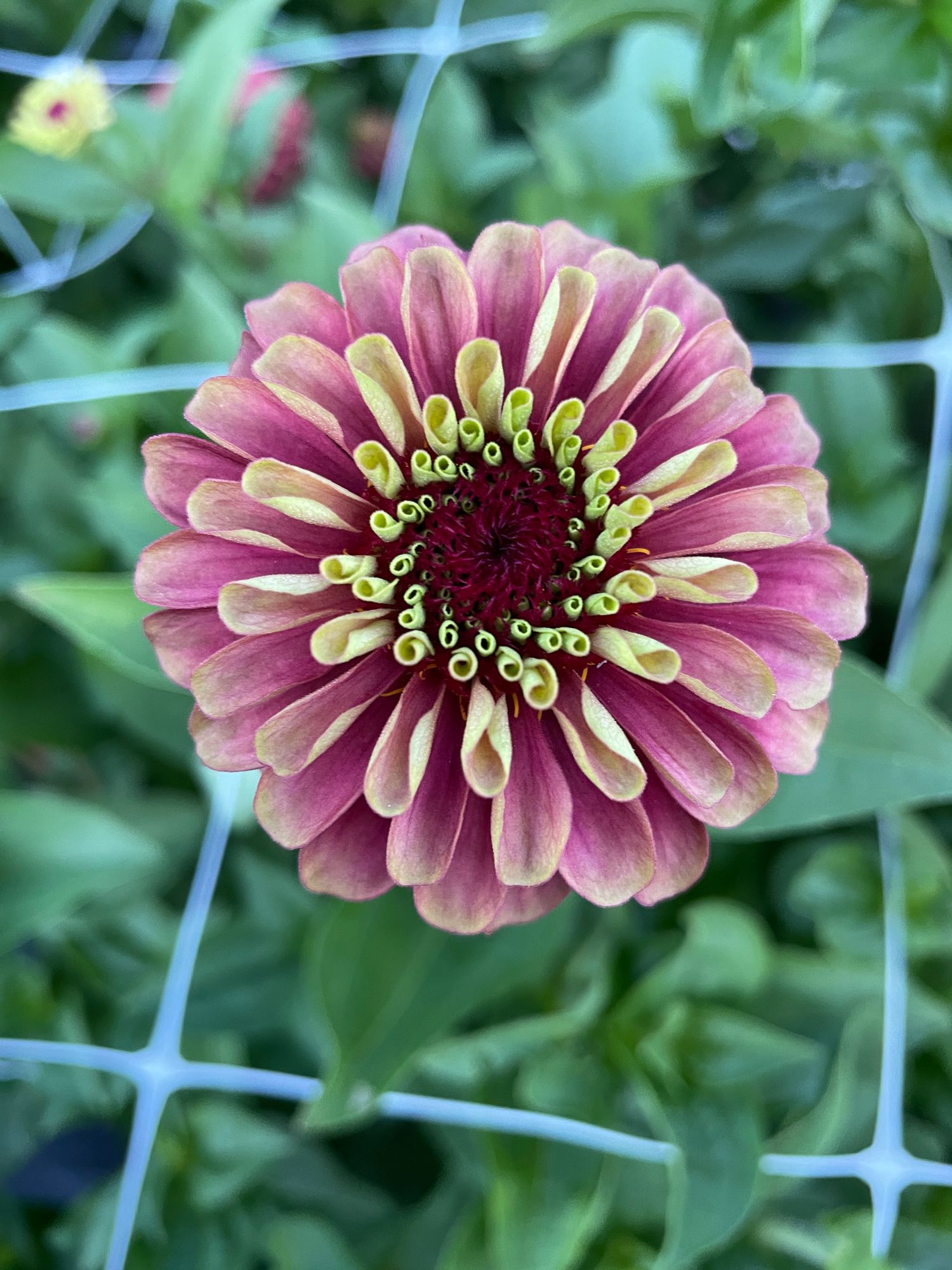ZINNIA elegans Queen Lime Red