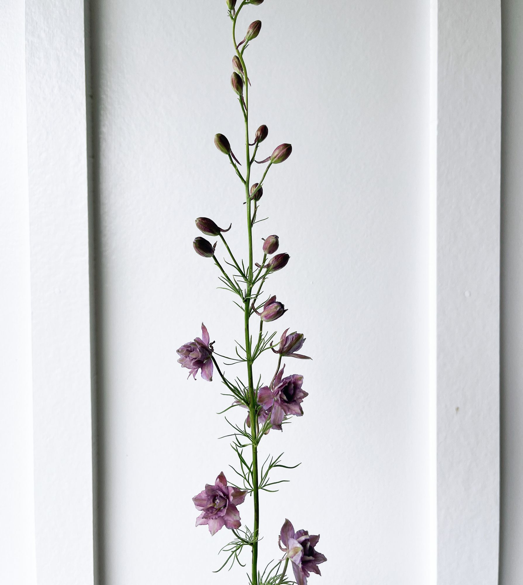 CONSOLIDA ajacis Misty Lavender