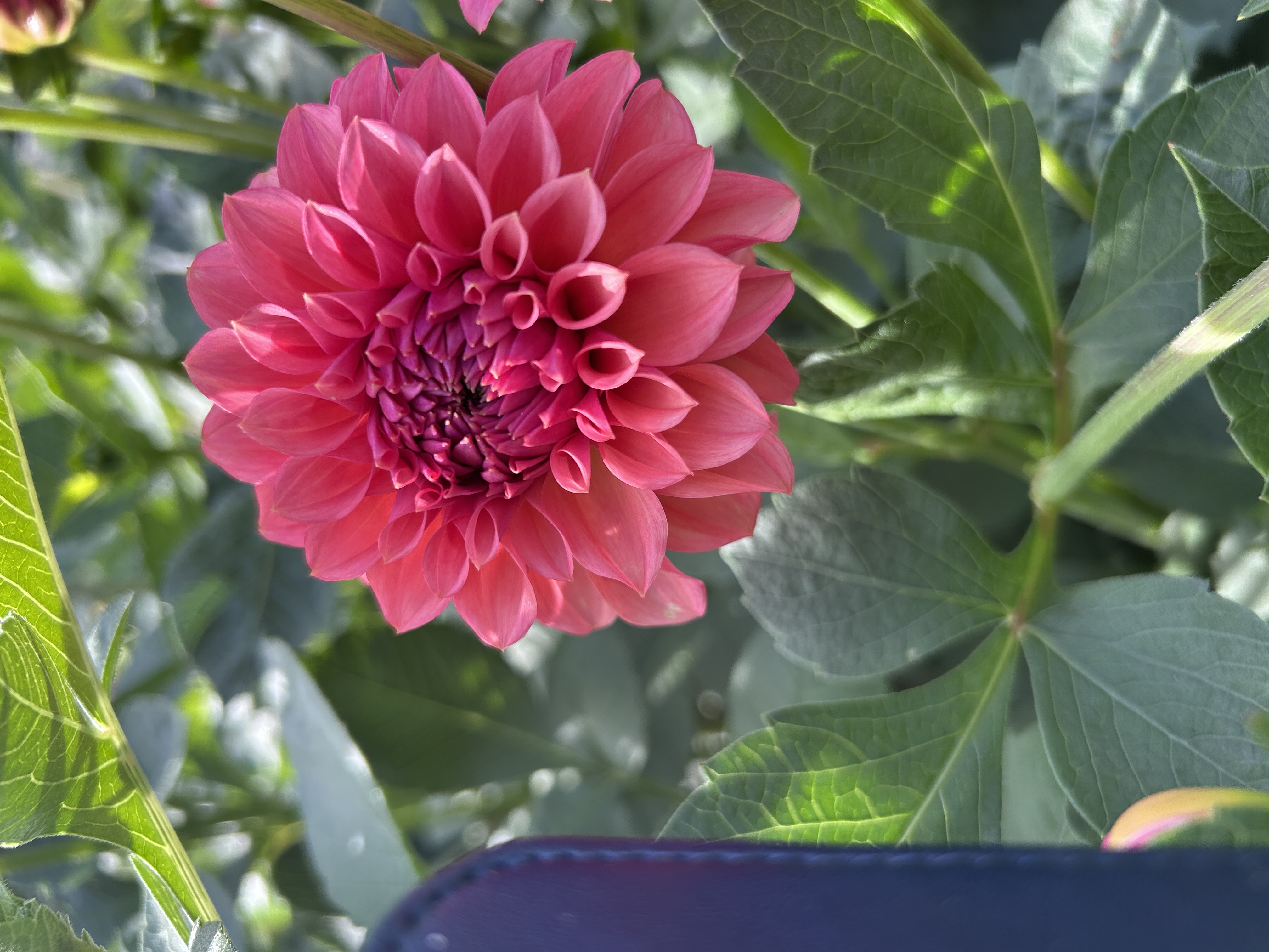 DAHLIA RM Pink Sugar
