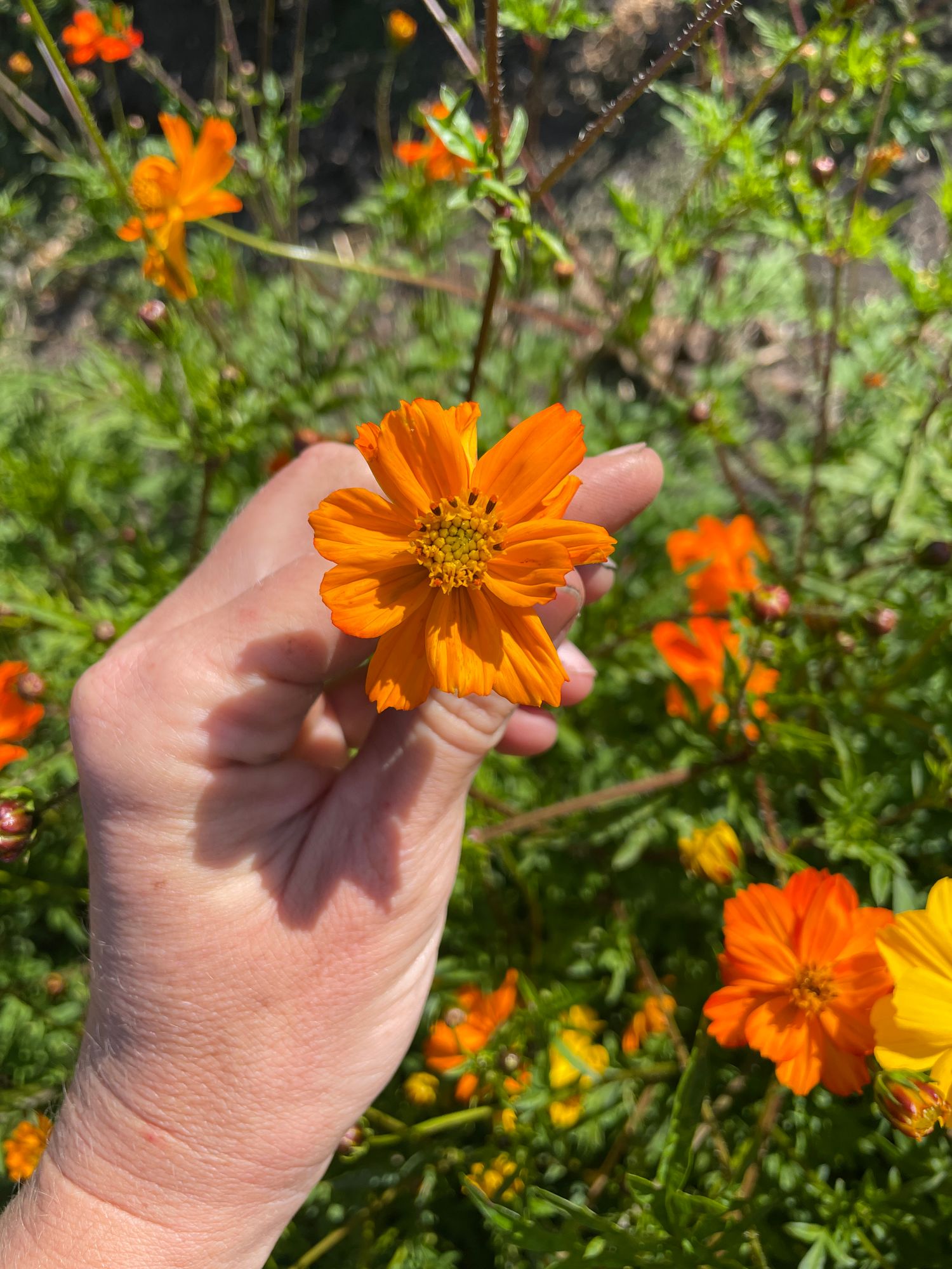 COSMOS sulphureus Bright Lights