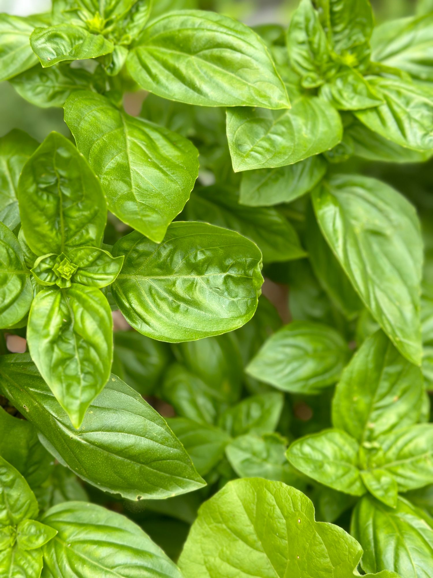 OCIMUM basilicum Prospera