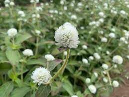 GOMPHRENA globosa