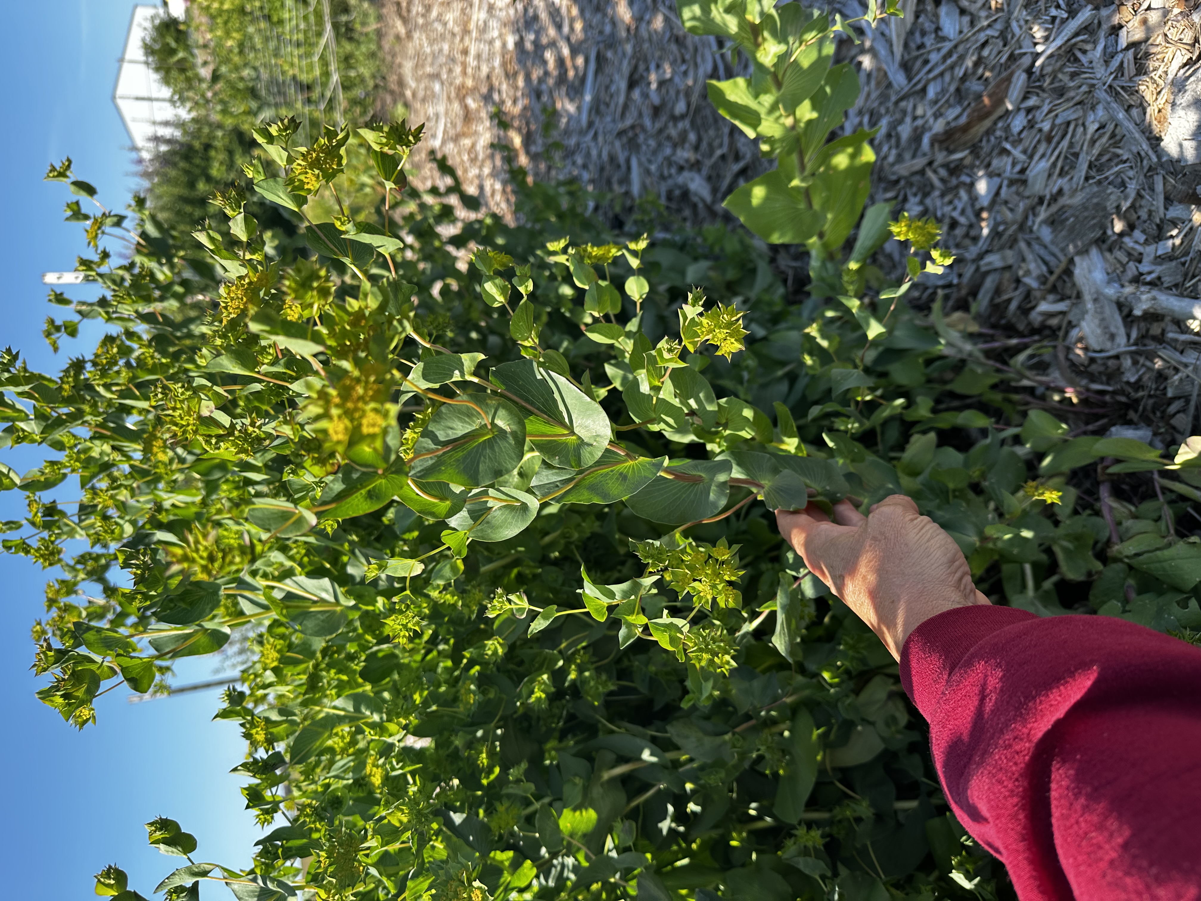BUPLEURUM fruticosum