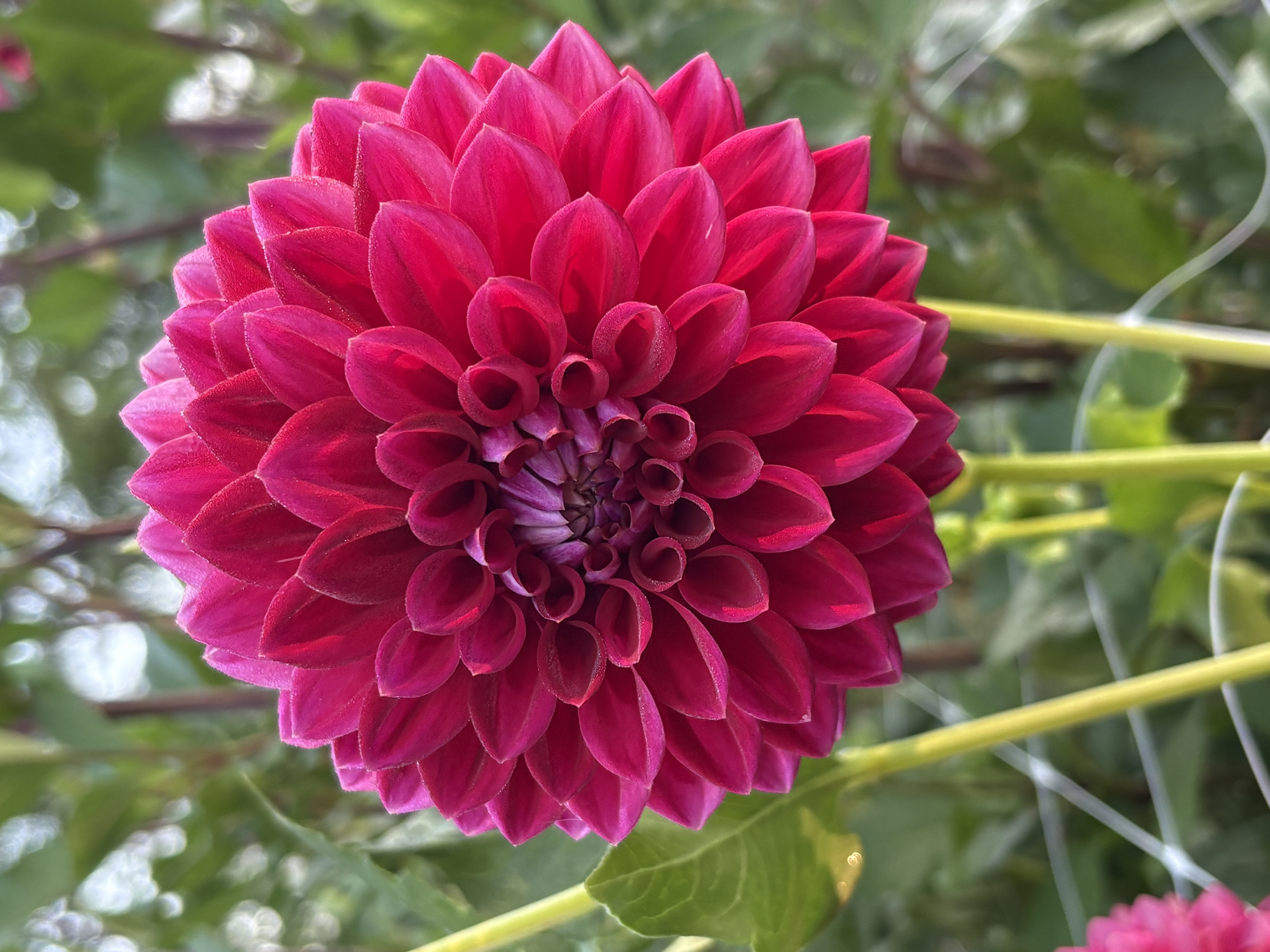 DAHLIA
