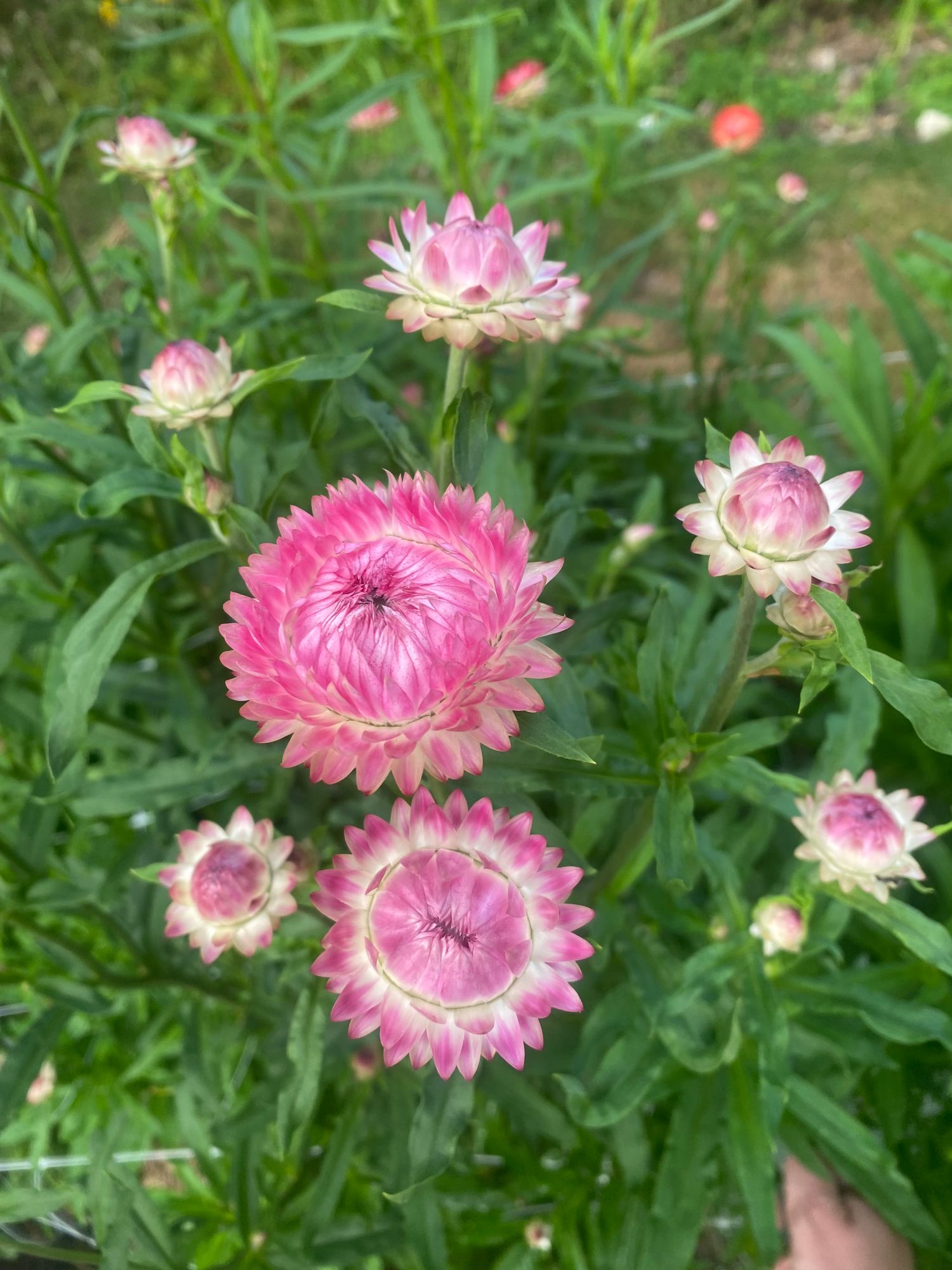 XEROCHRYSUM bracteatum Silvery Rose