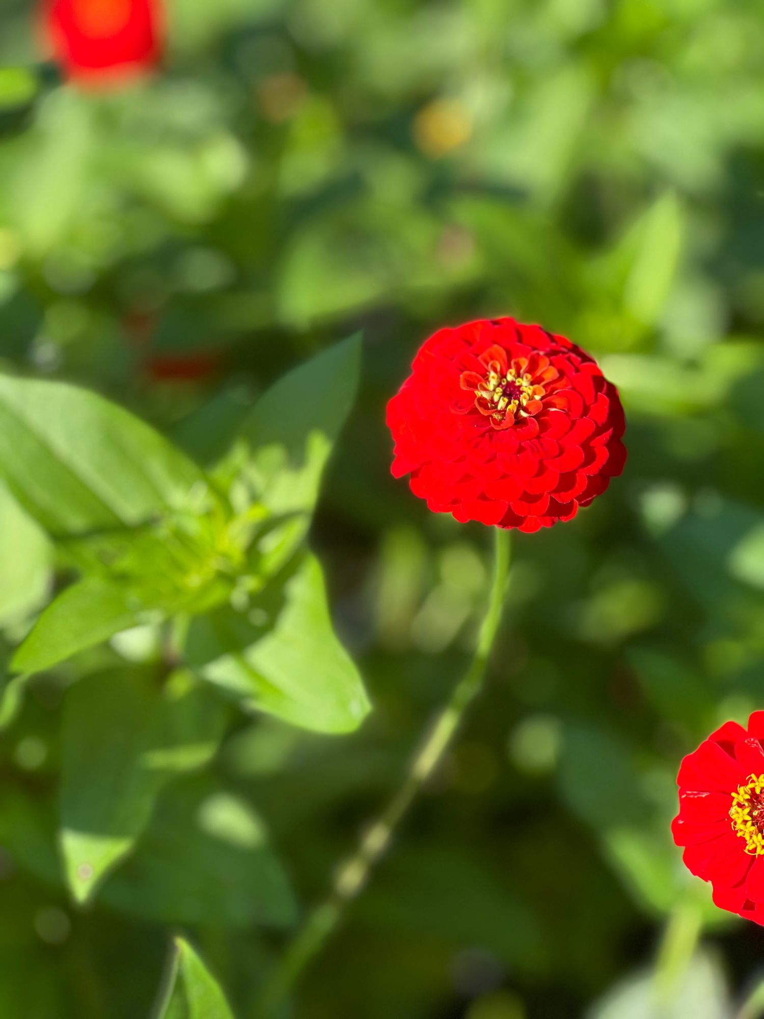 ZINNIA elegans Oklahoma Series