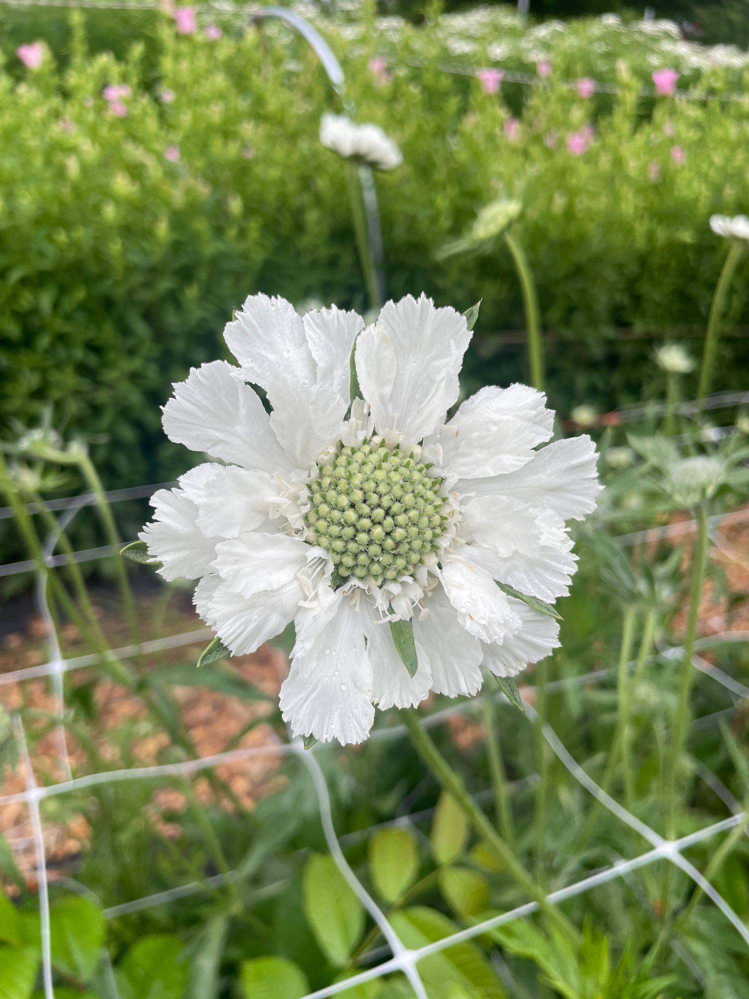 SCABIOSA caucasica Fama White