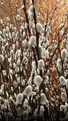 SALIX x  leucopithecia Winter Glory