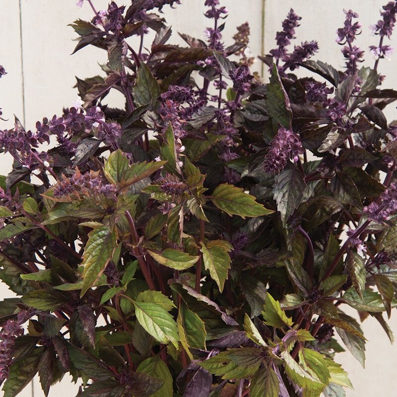 OCIMUM basilicum Aromatto
