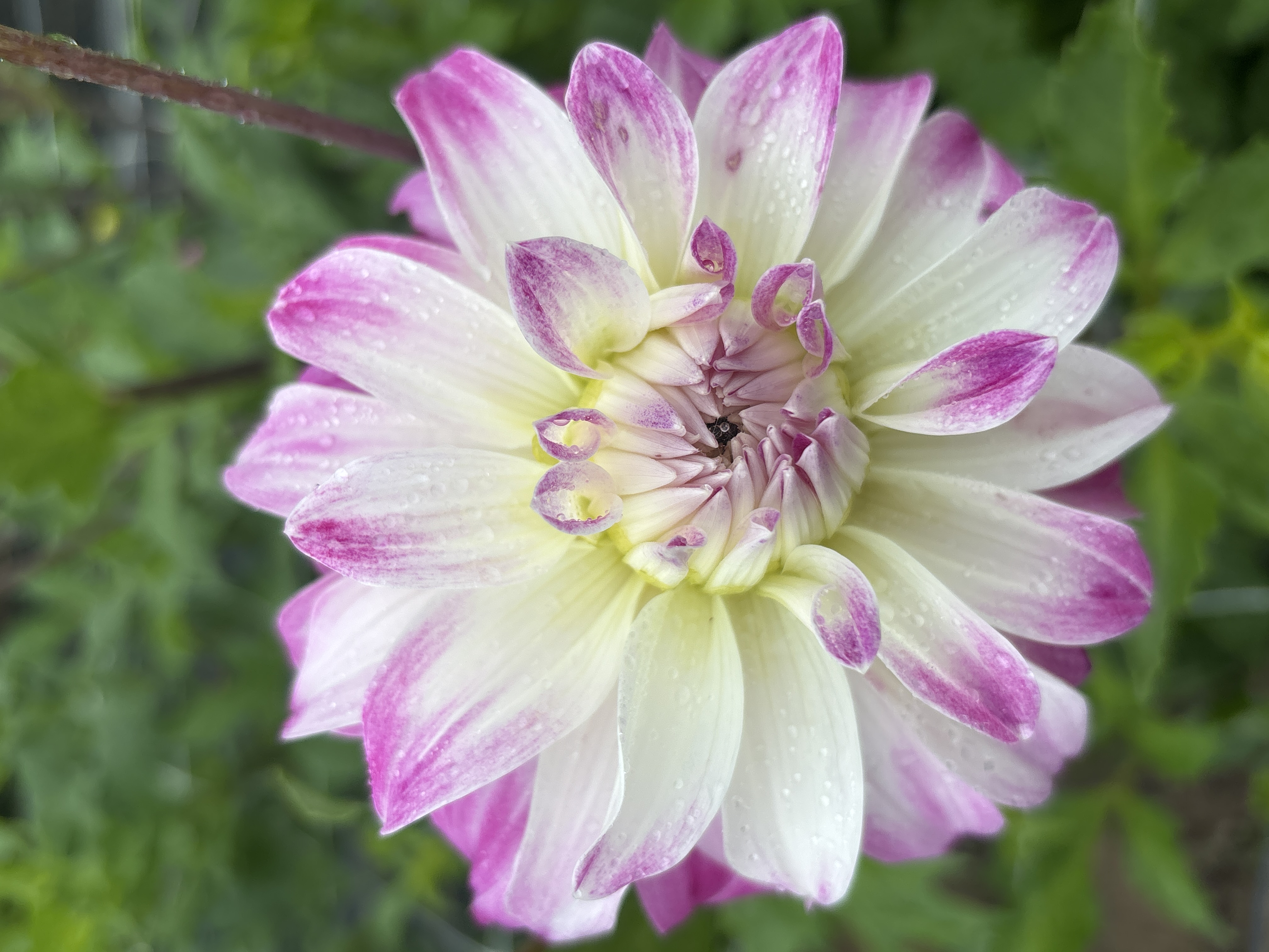 DAHLIA KA Cloud