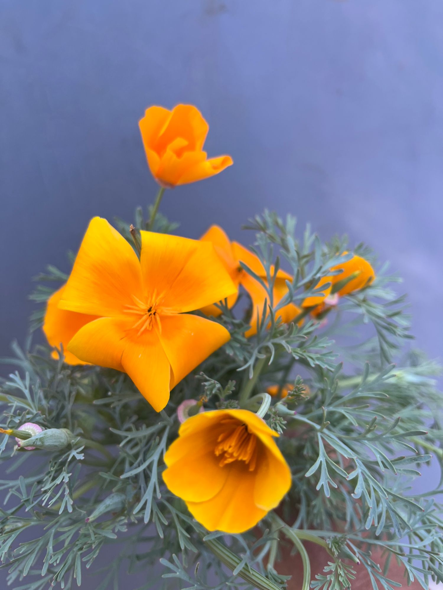 ESCHSCHOLZIA californica