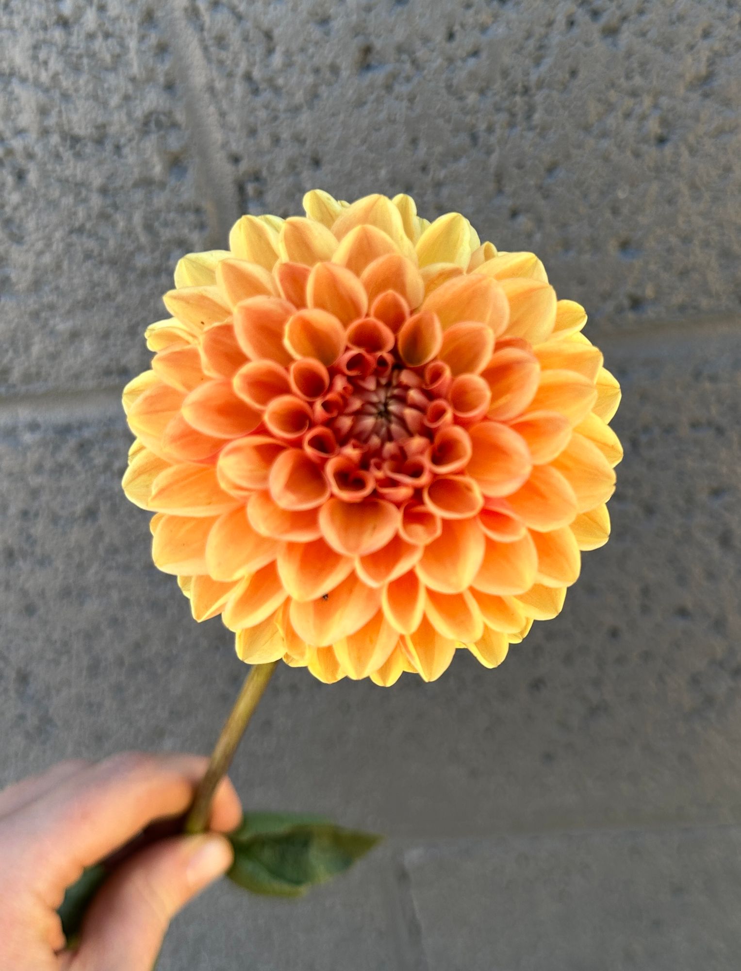 DAHLIA Maarn