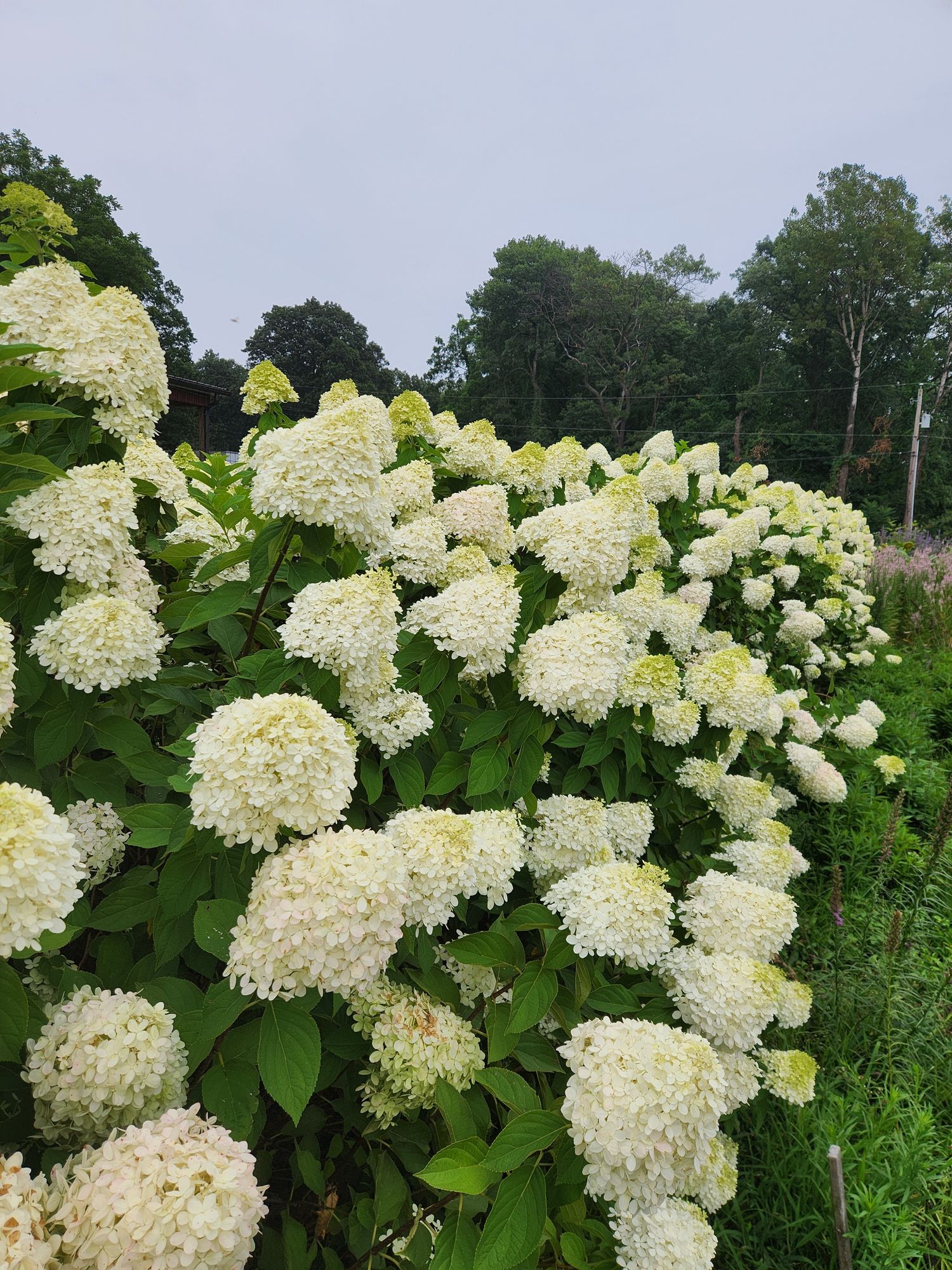 HYDRANGEA paniculata Limelight