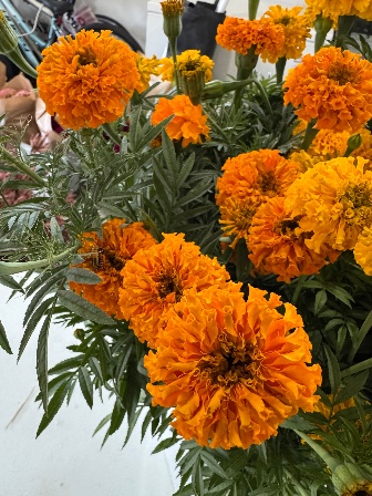 TAGETES erecta Giant Orange