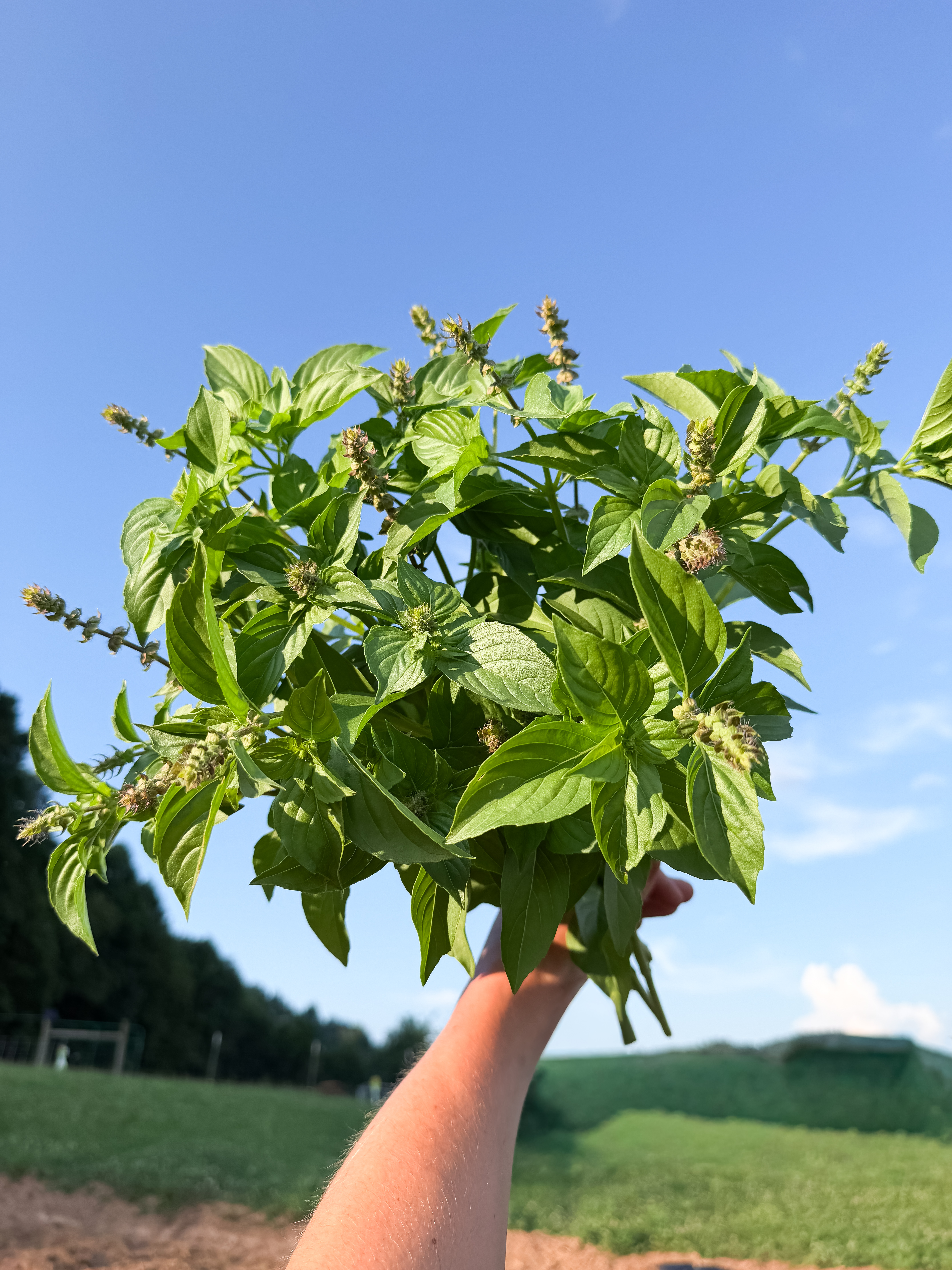 OCIMUM basilicum Citriodora
