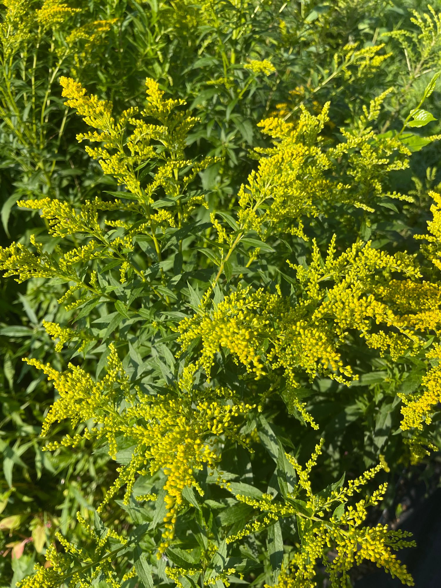SOLIDAGO rugosa Fireworks