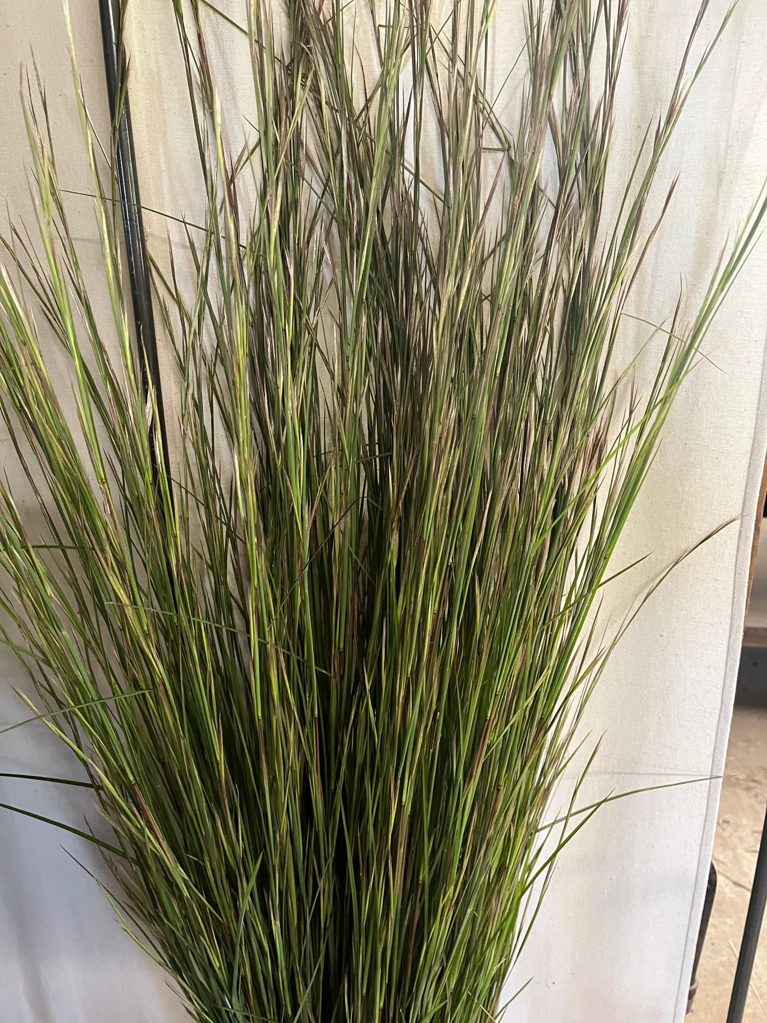 SCHIZACHYRIUM scoparius