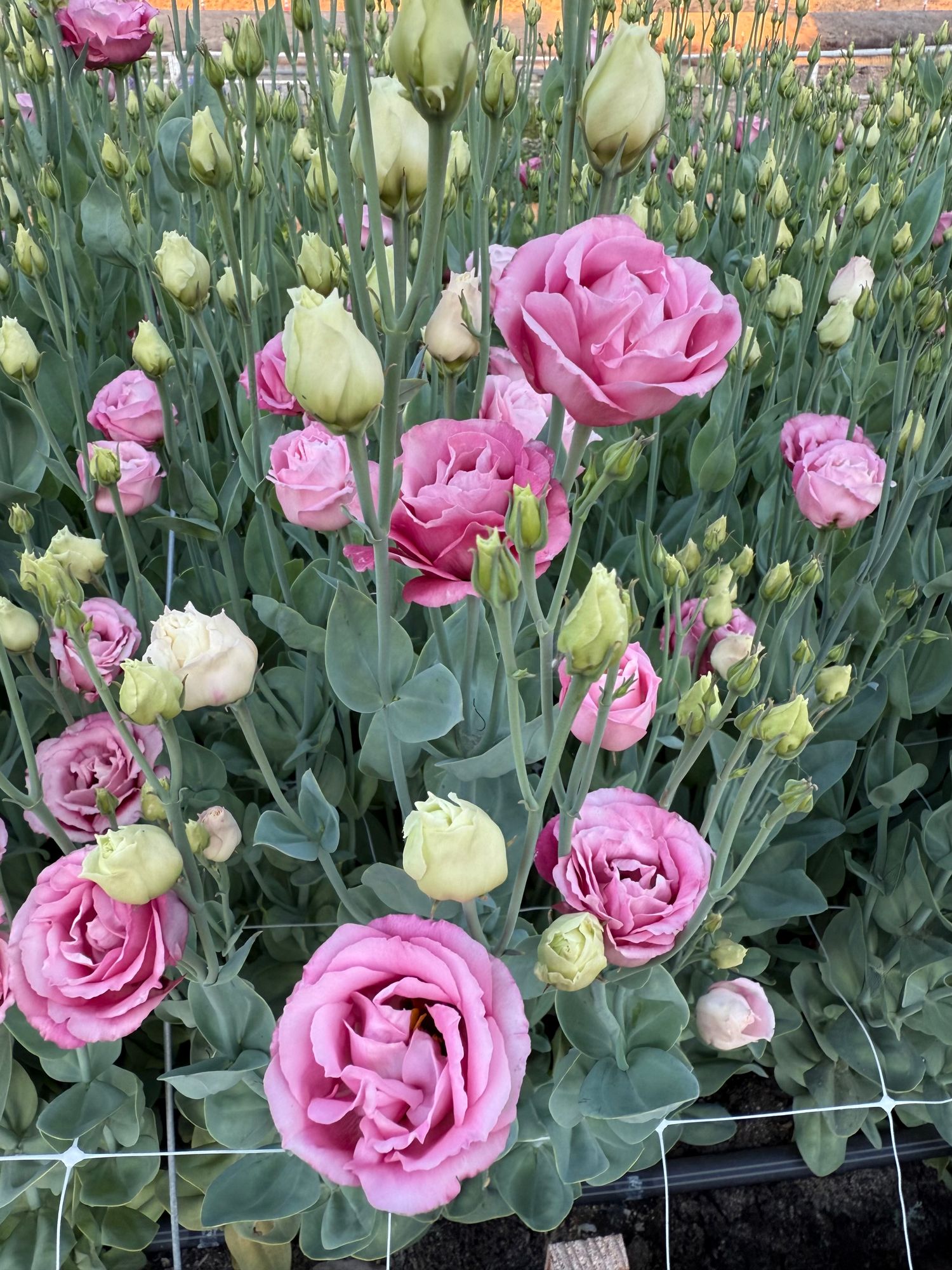 Lisianthus Voyage Deep Rose