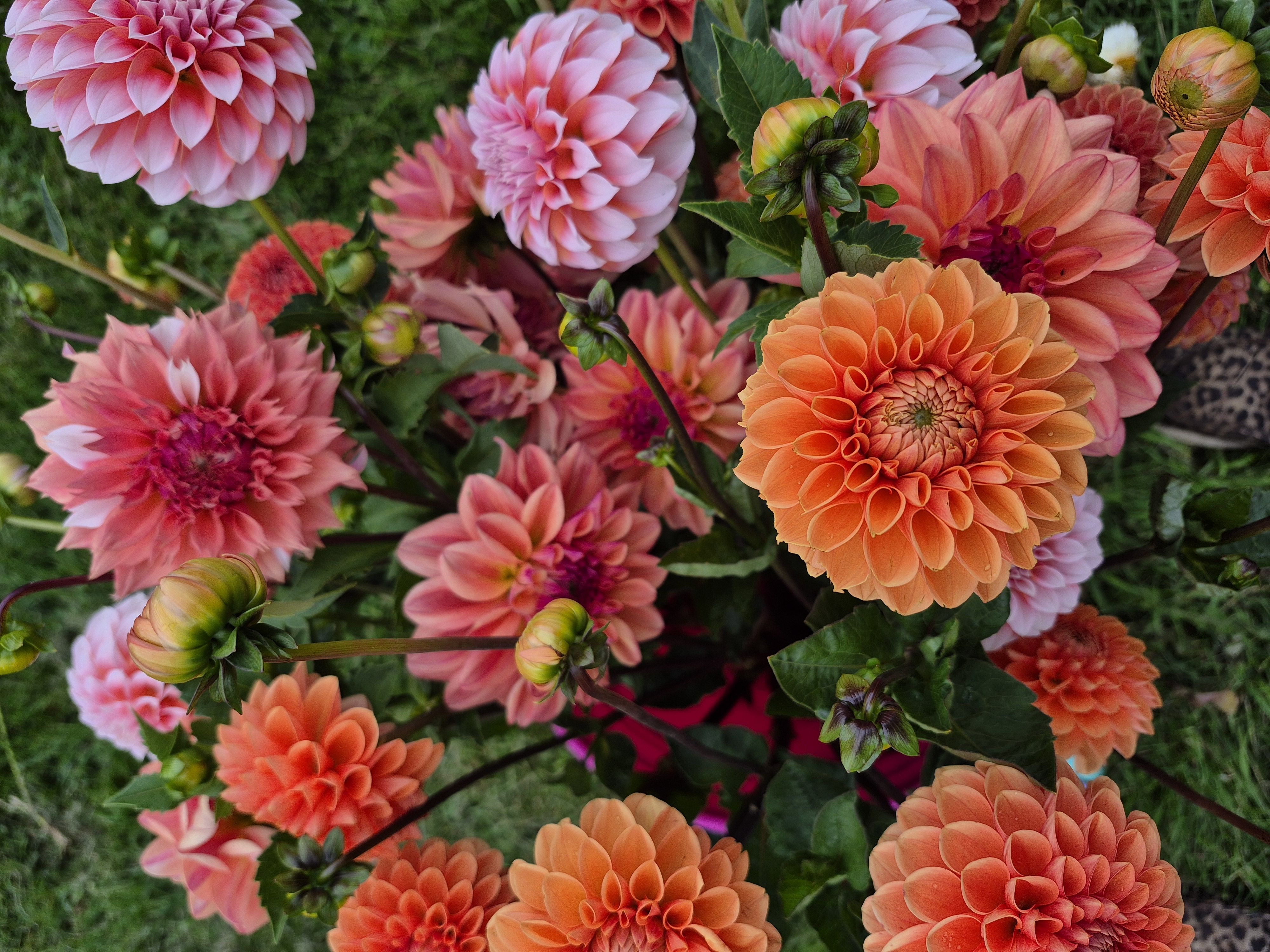 Dahlia Mixed Bucket