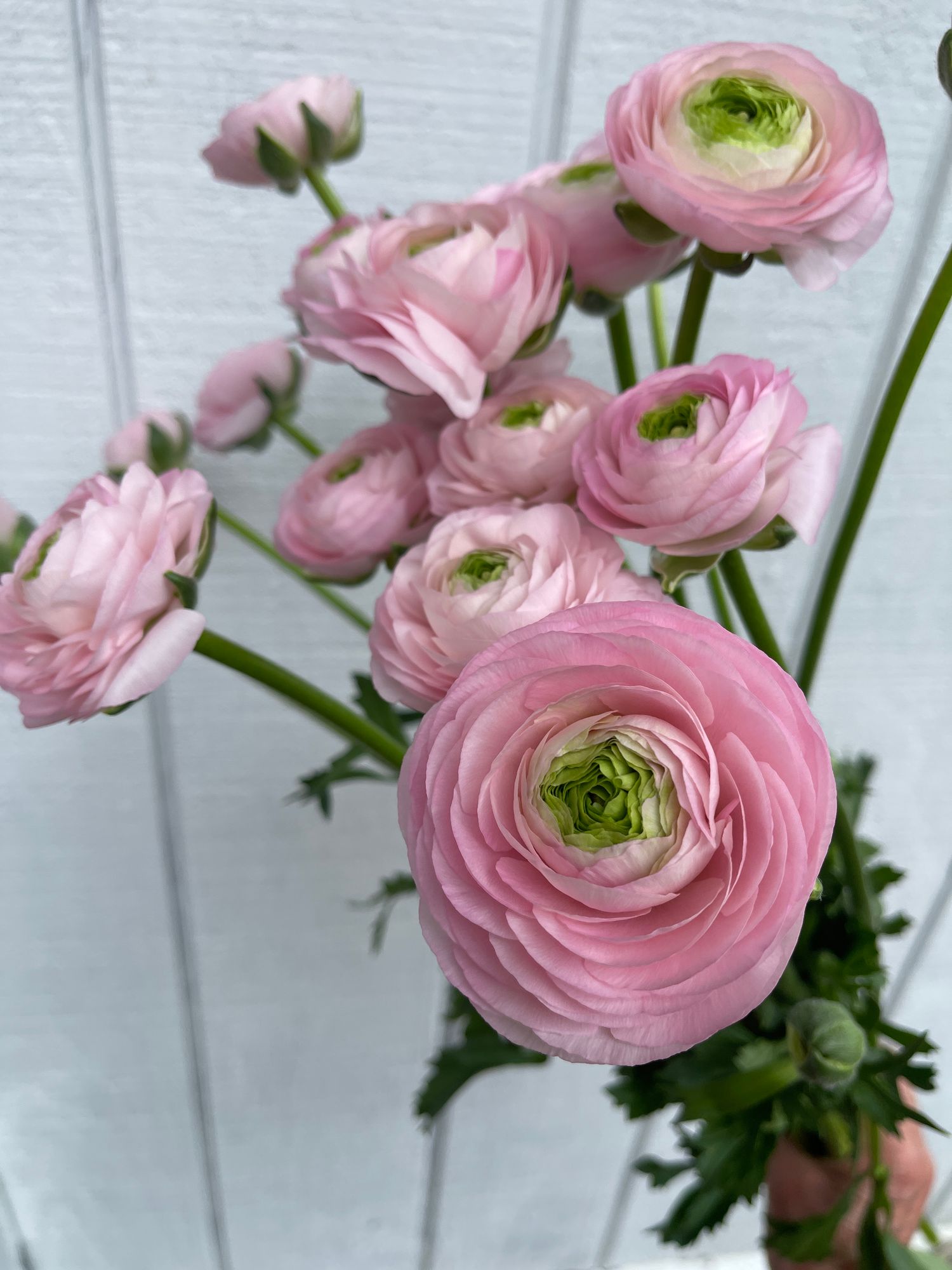 RANUNCULUS Half Clone