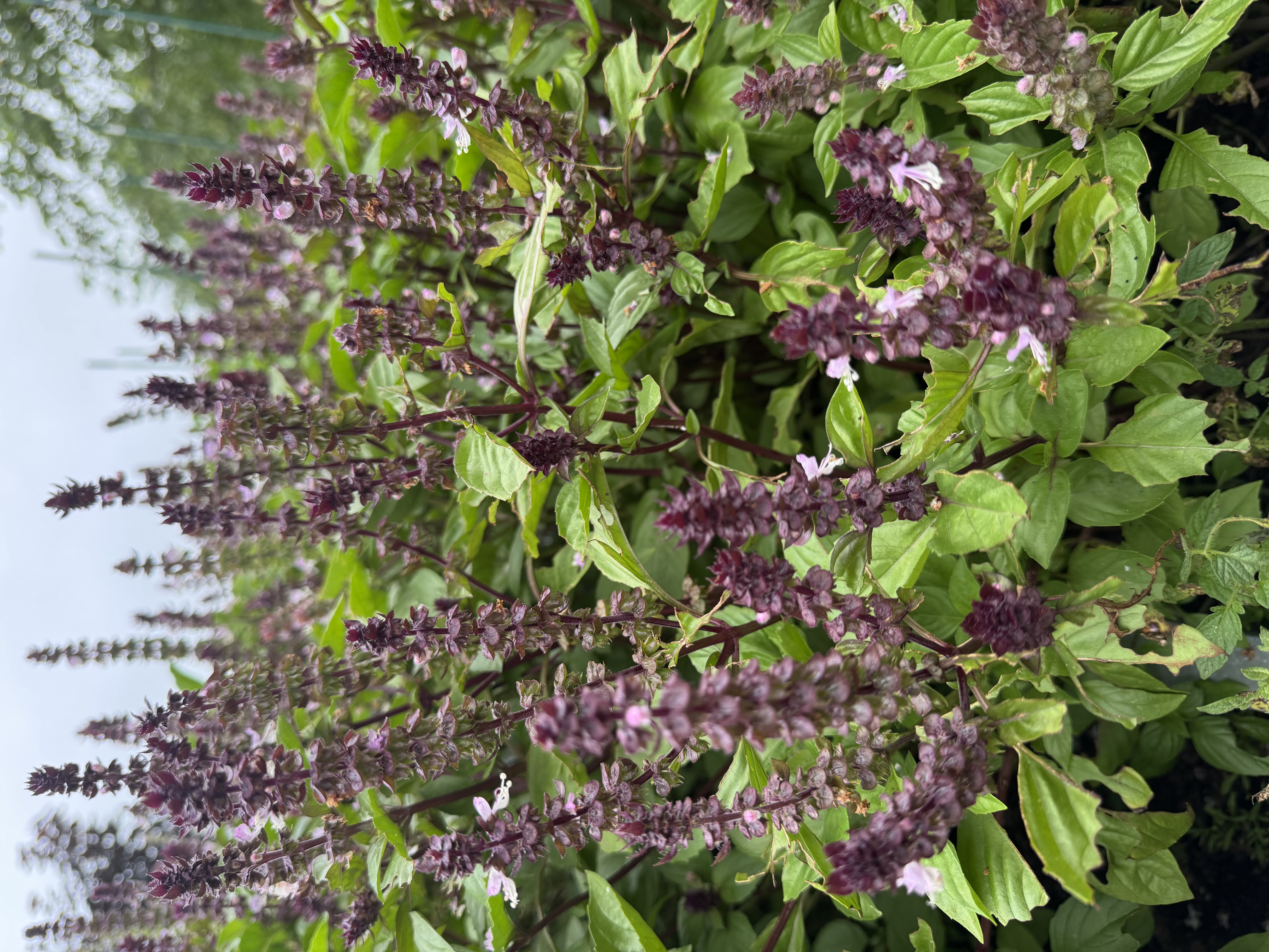 OCIMUM basilicum Cinnamon