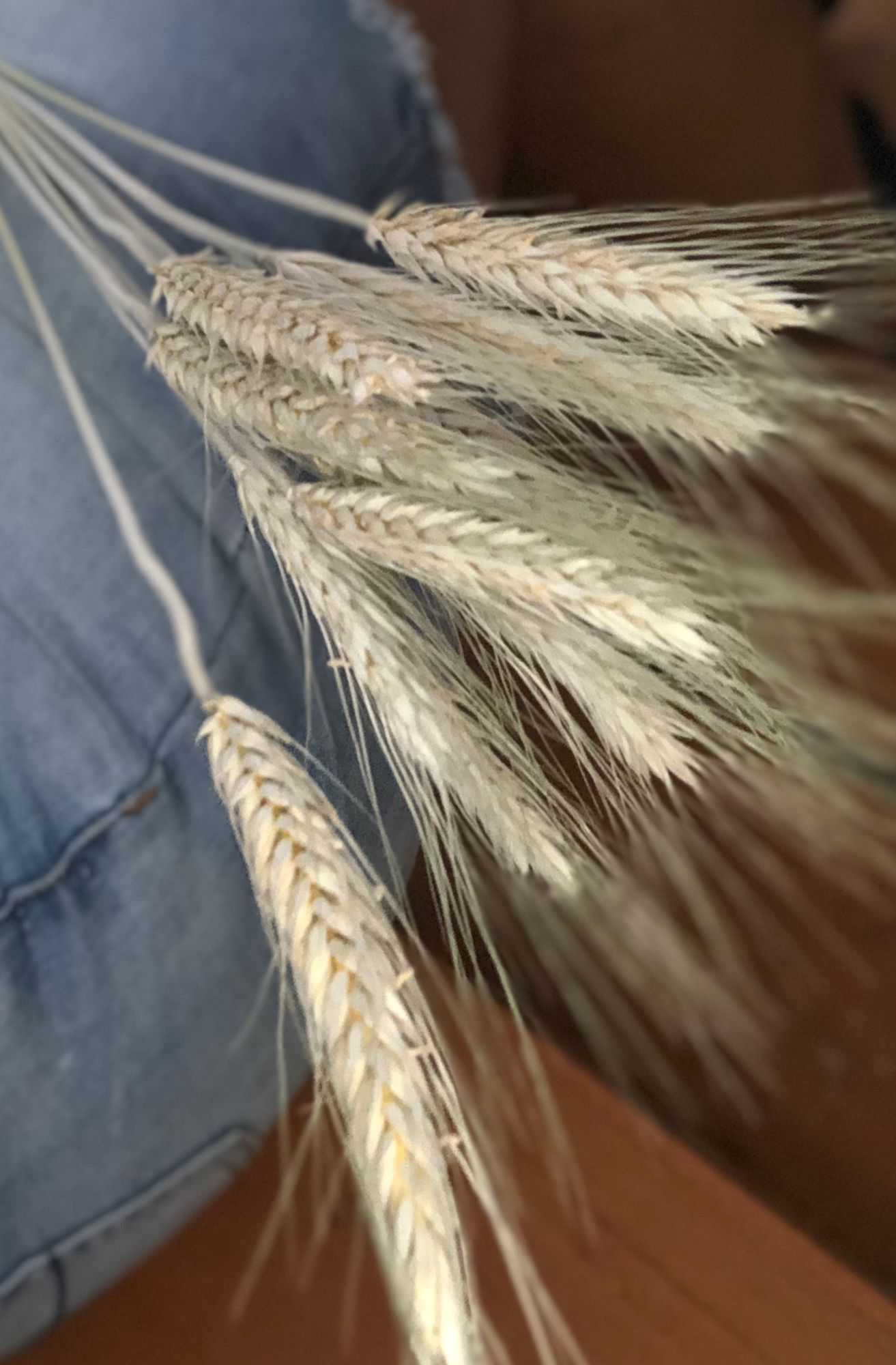 TRITICUM durum