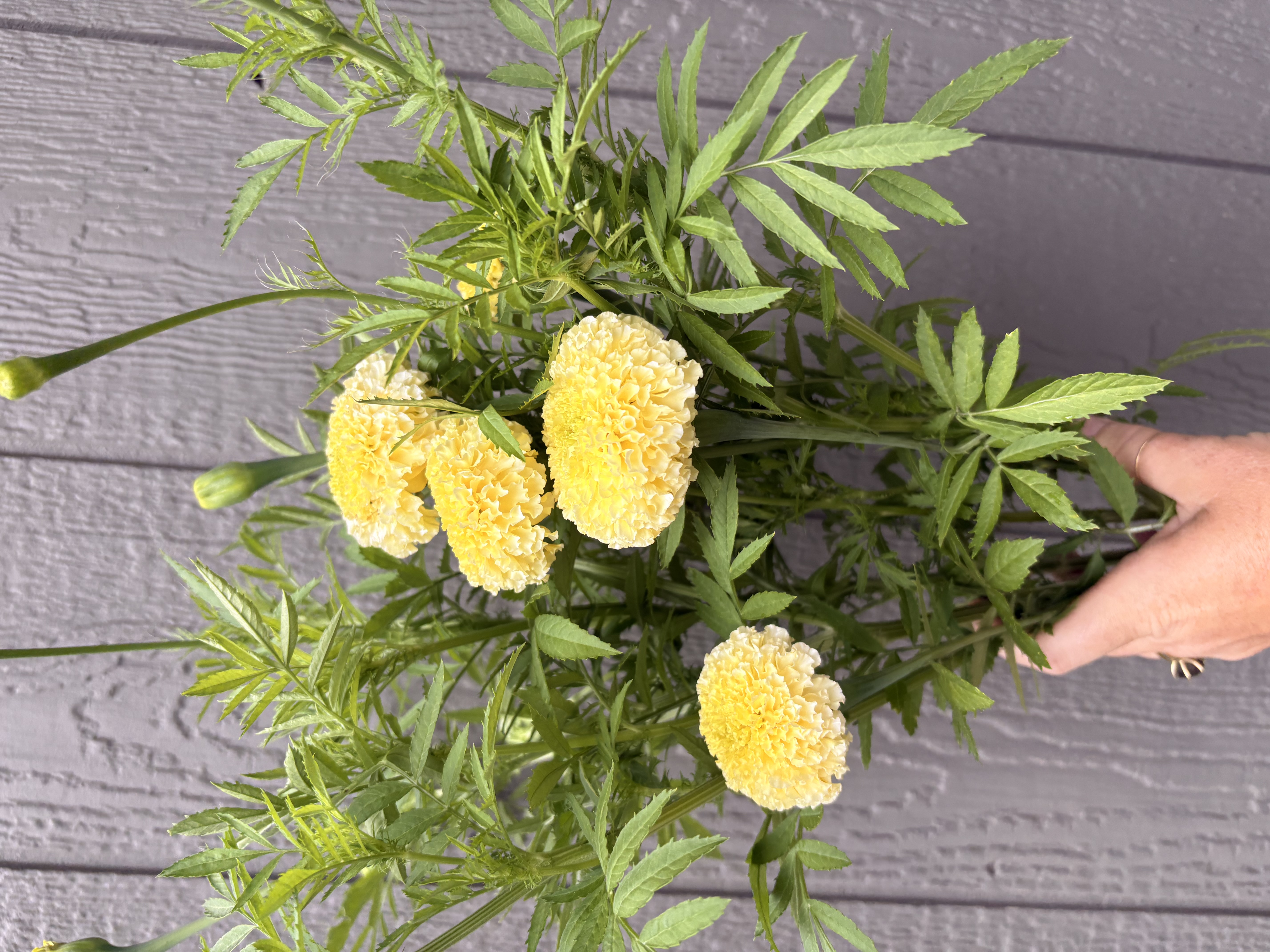 TAGETES erecta White Swan