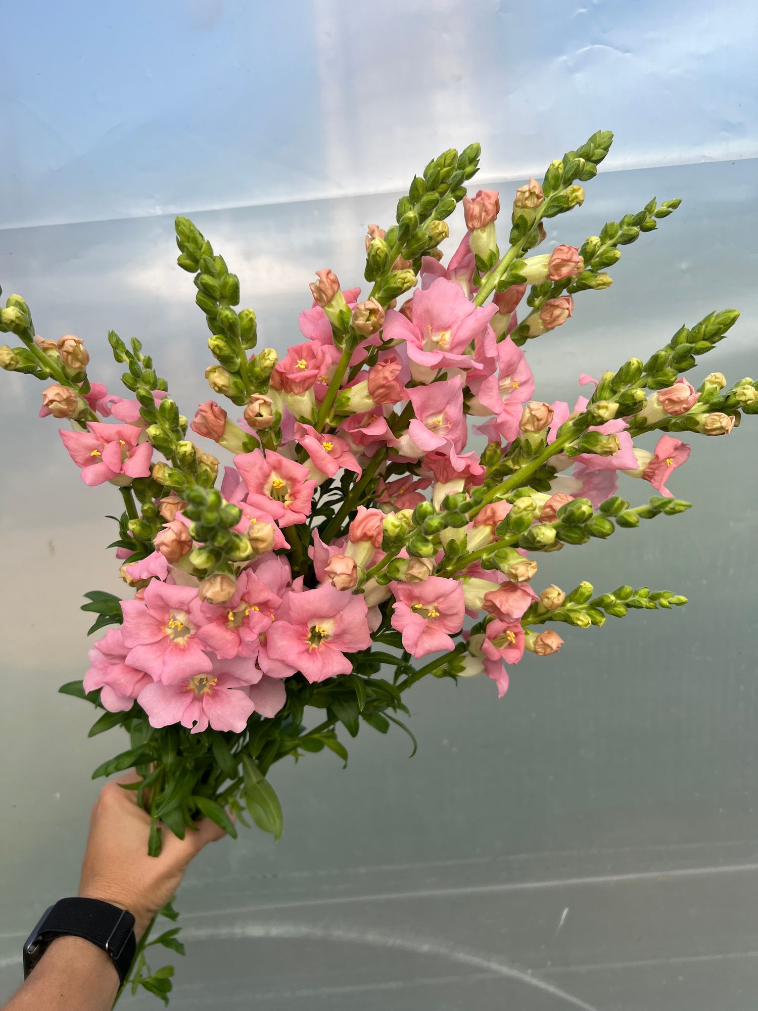 ANTIRRHINUM majus Chantilly Light Pink
