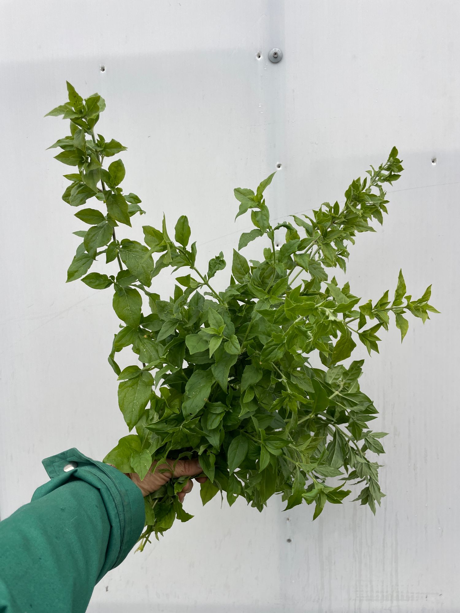 SILENE baccifer