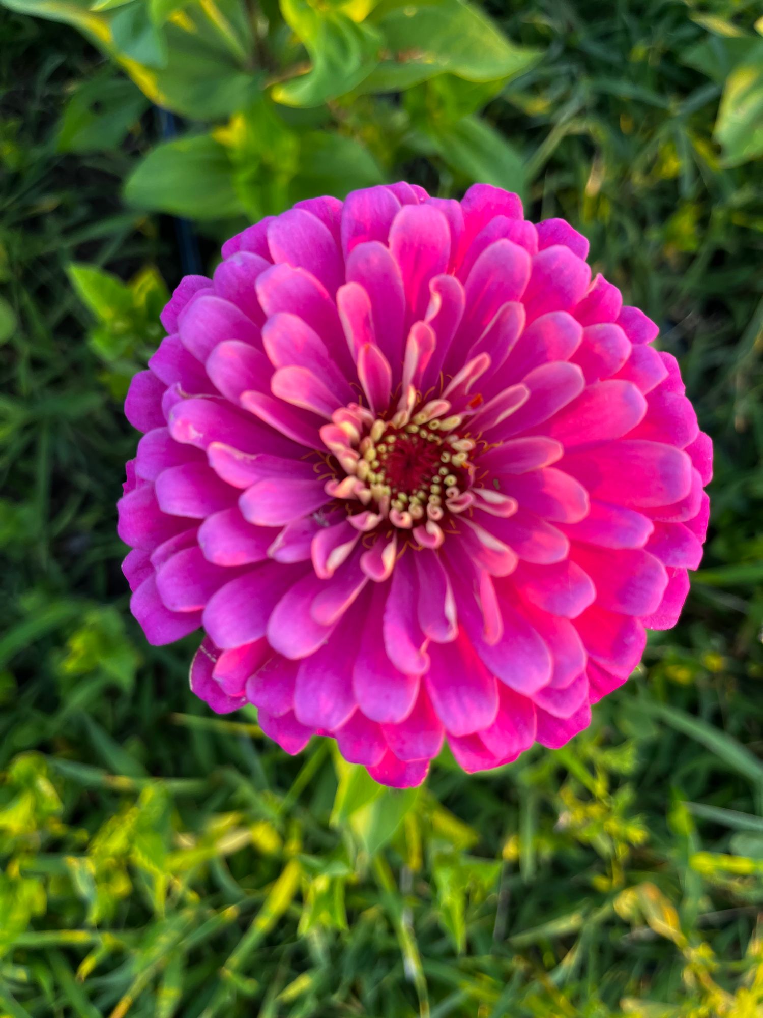 ZINNIA elegans Uproar
