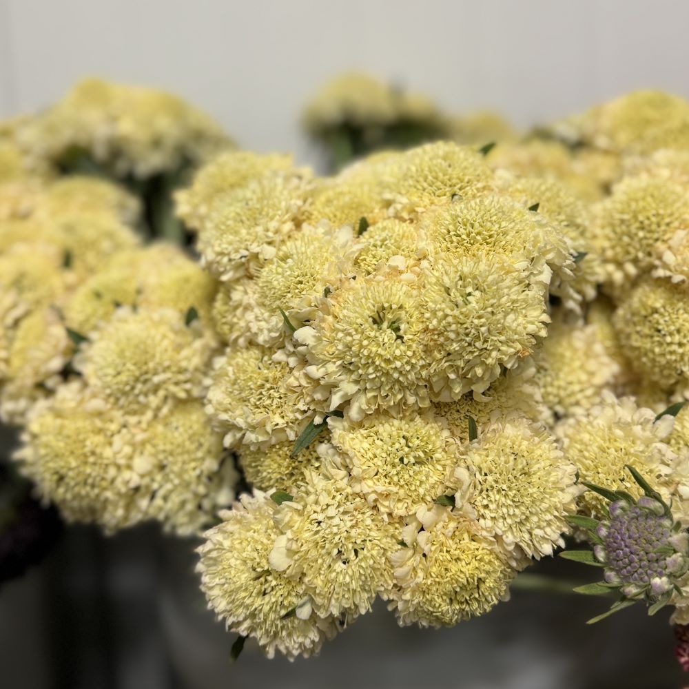 SCABIOSA atropurpurea x caucasica Scoop Banana