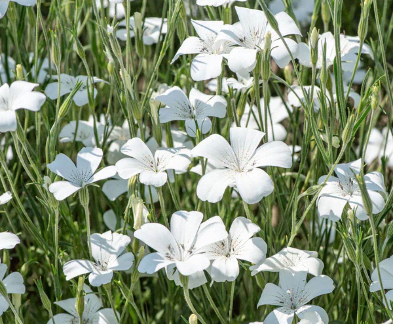 AGROSTEMMA githago Ocean Pearls
