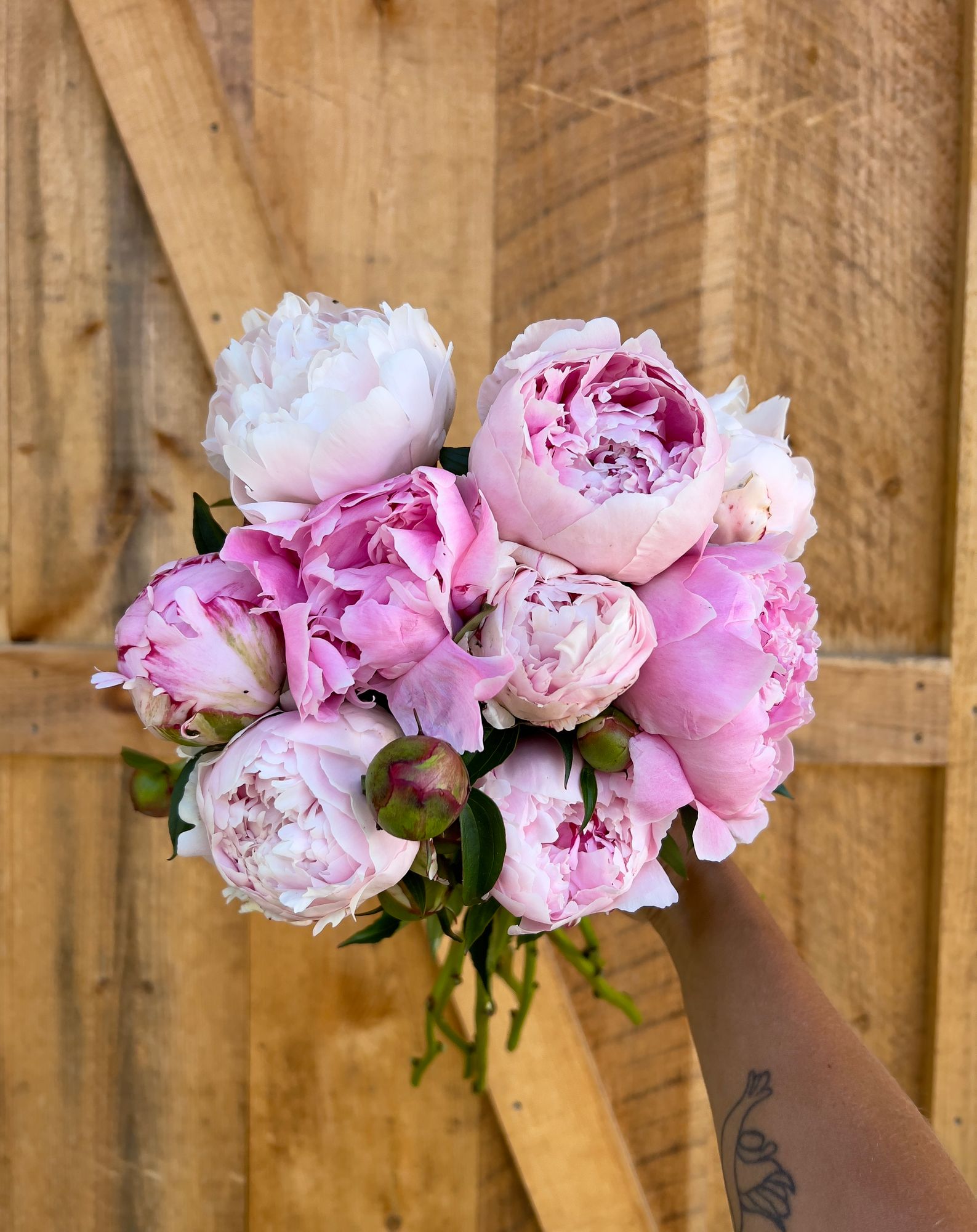 PAEONIA lactiflora