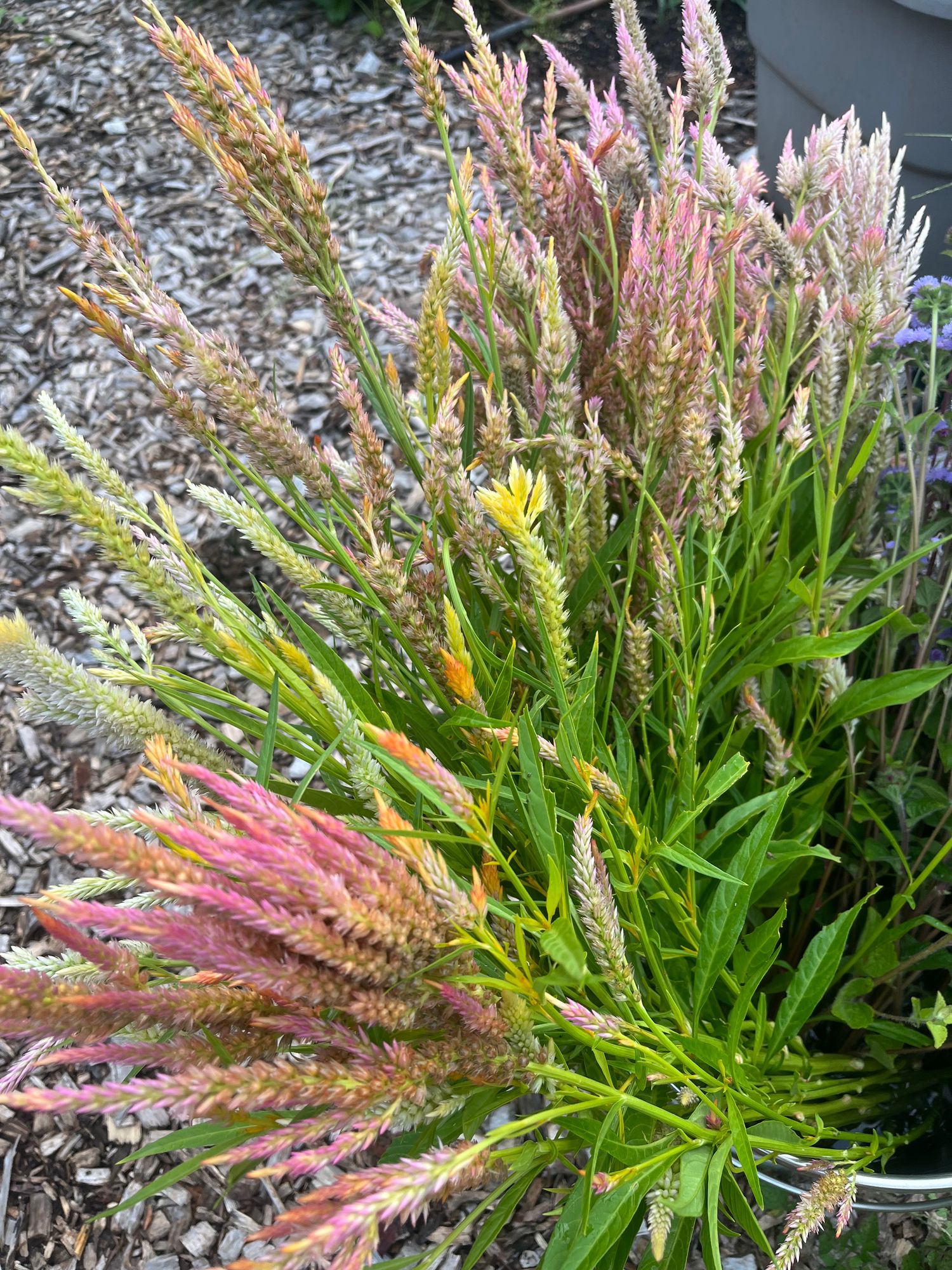 CELOSIA argentea var. plumosa