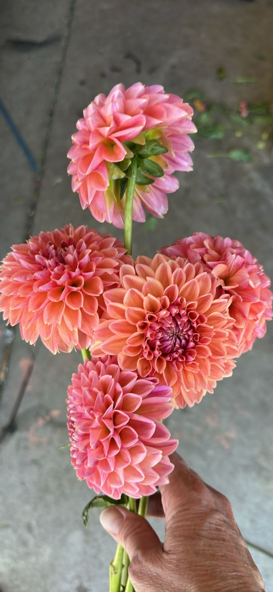 DAHLIA Lindas Baby