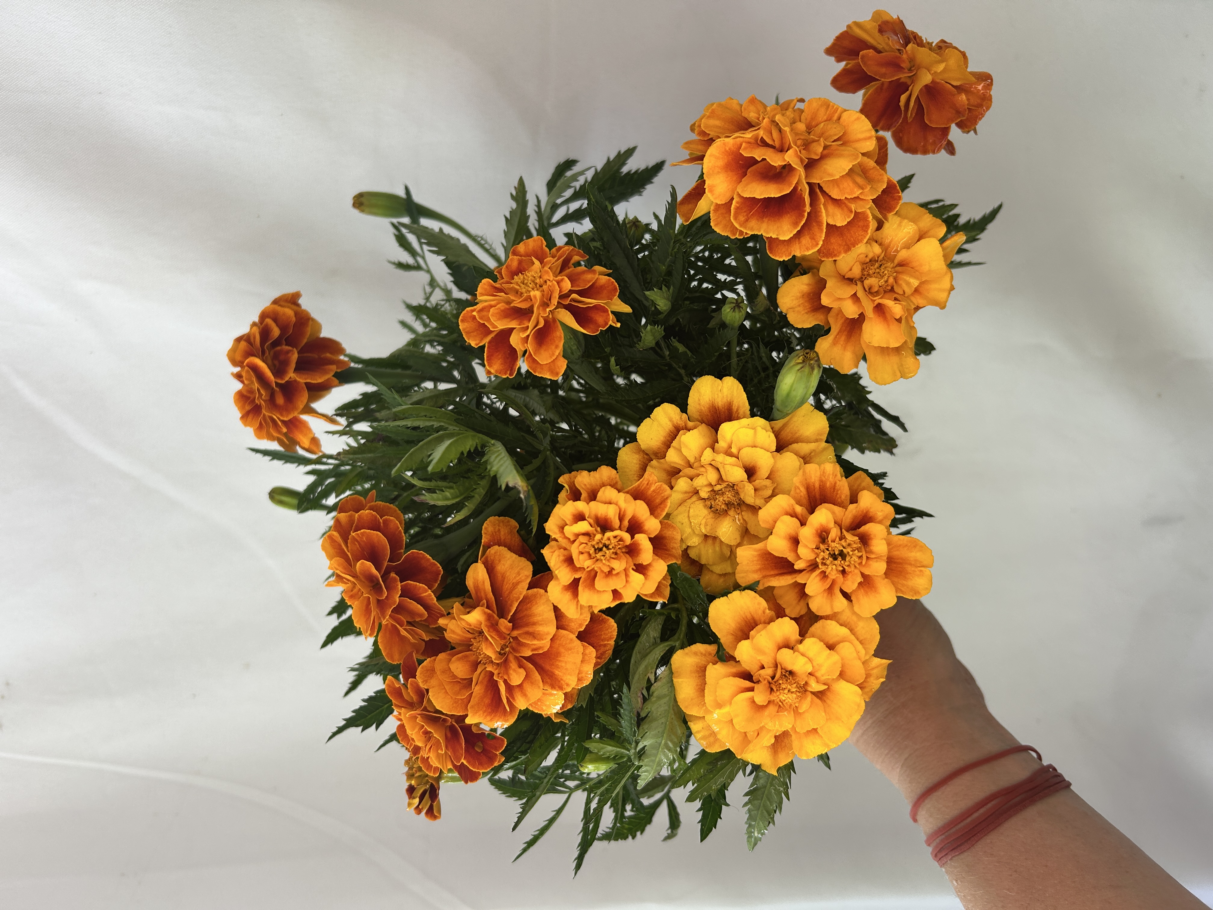 TAGETES patula Queen Sophia