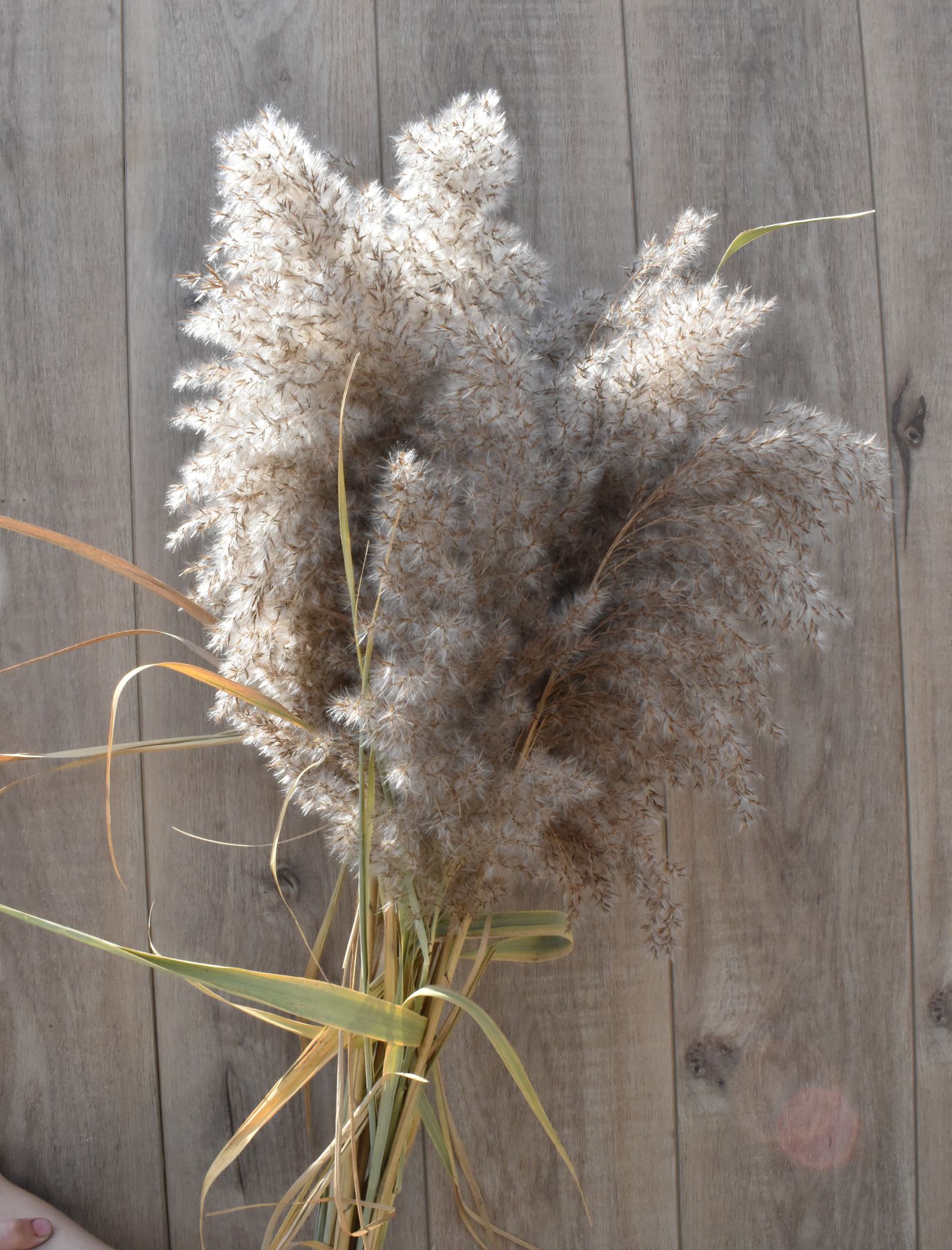 CORTADERIA fulvida