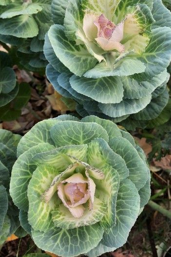 BRASSICA oleracea