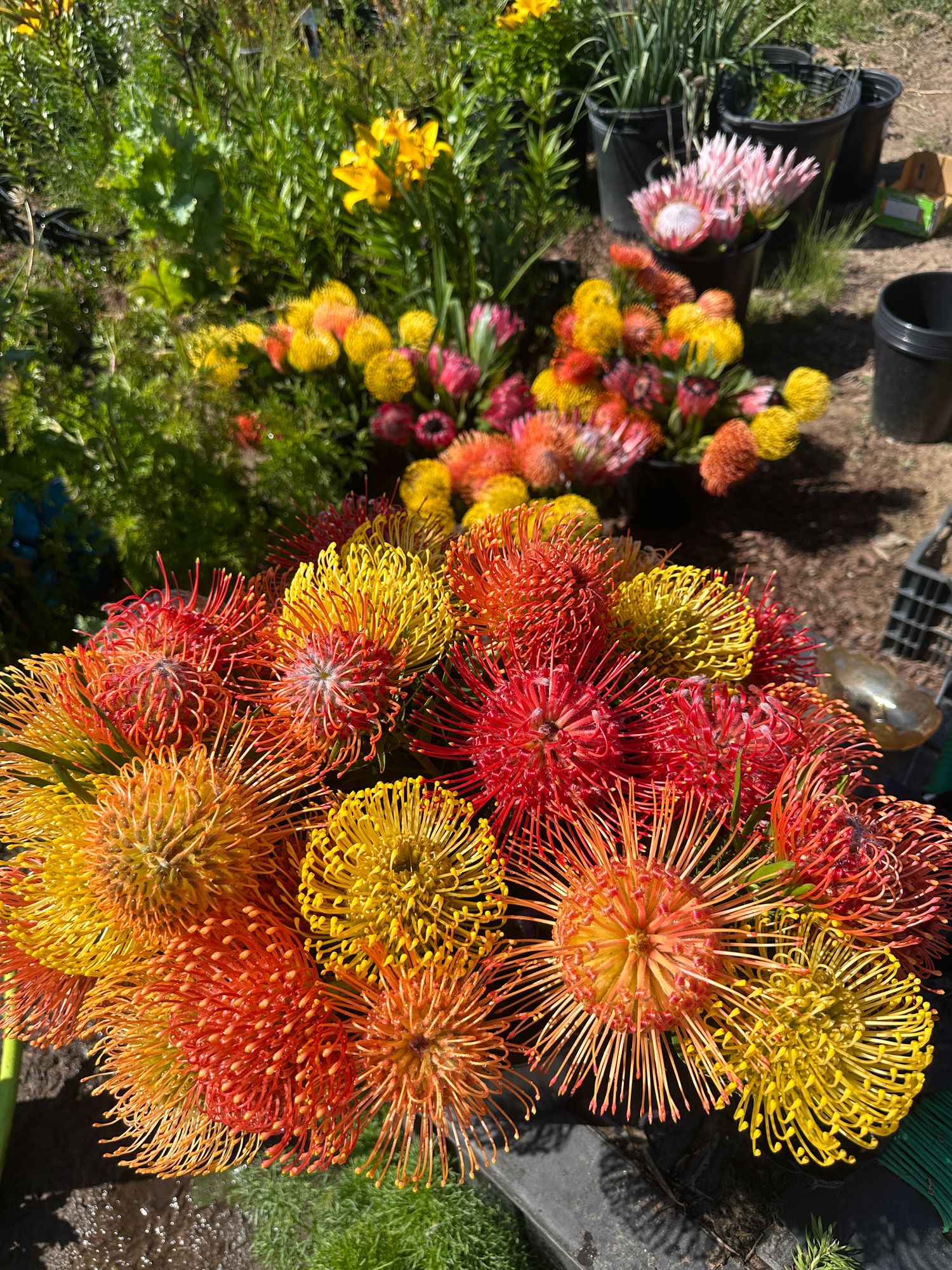 Five stem mixed pincushion bouquet