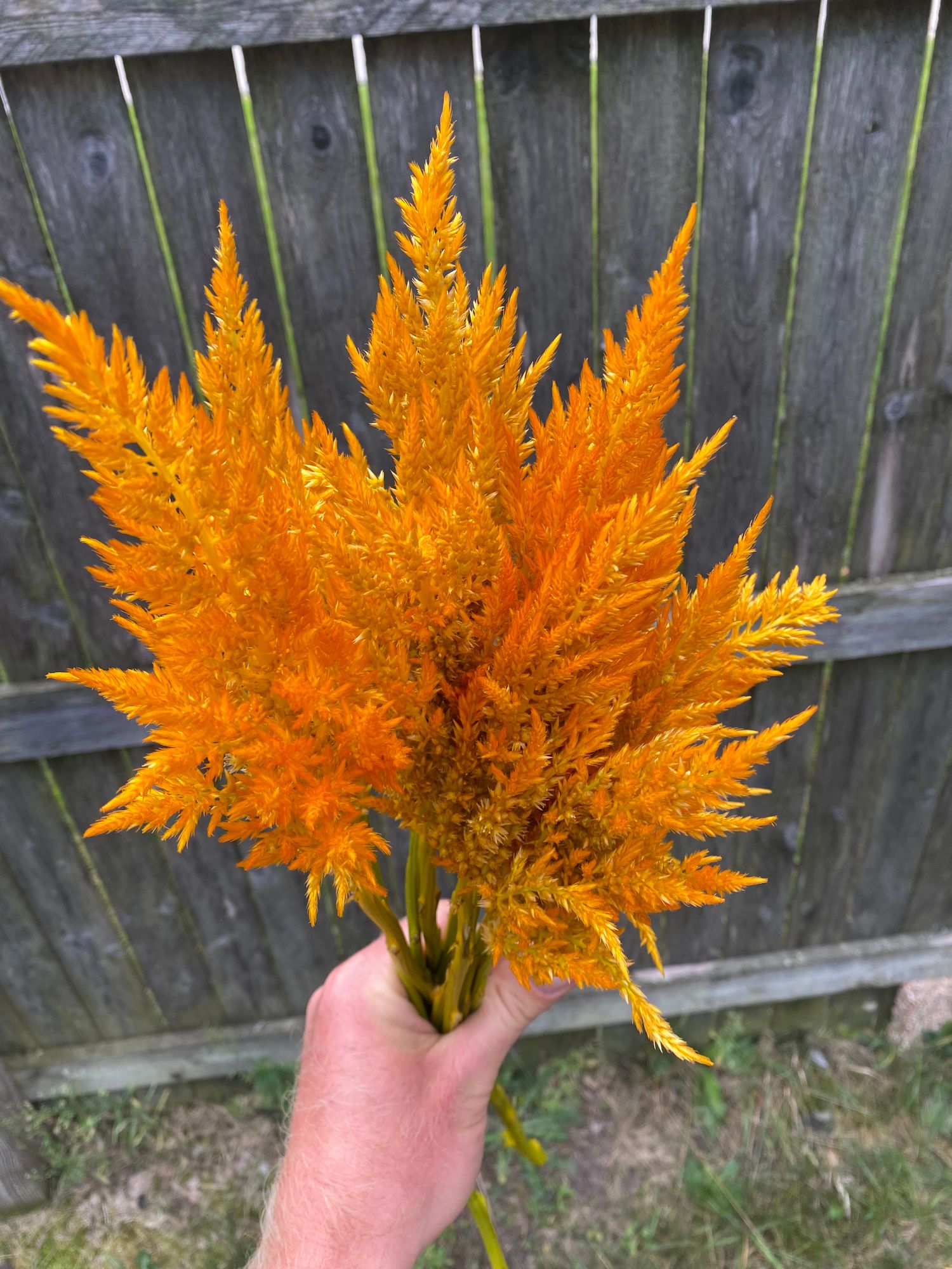 CELOSIA argentea var. plumosa Sunday Gold