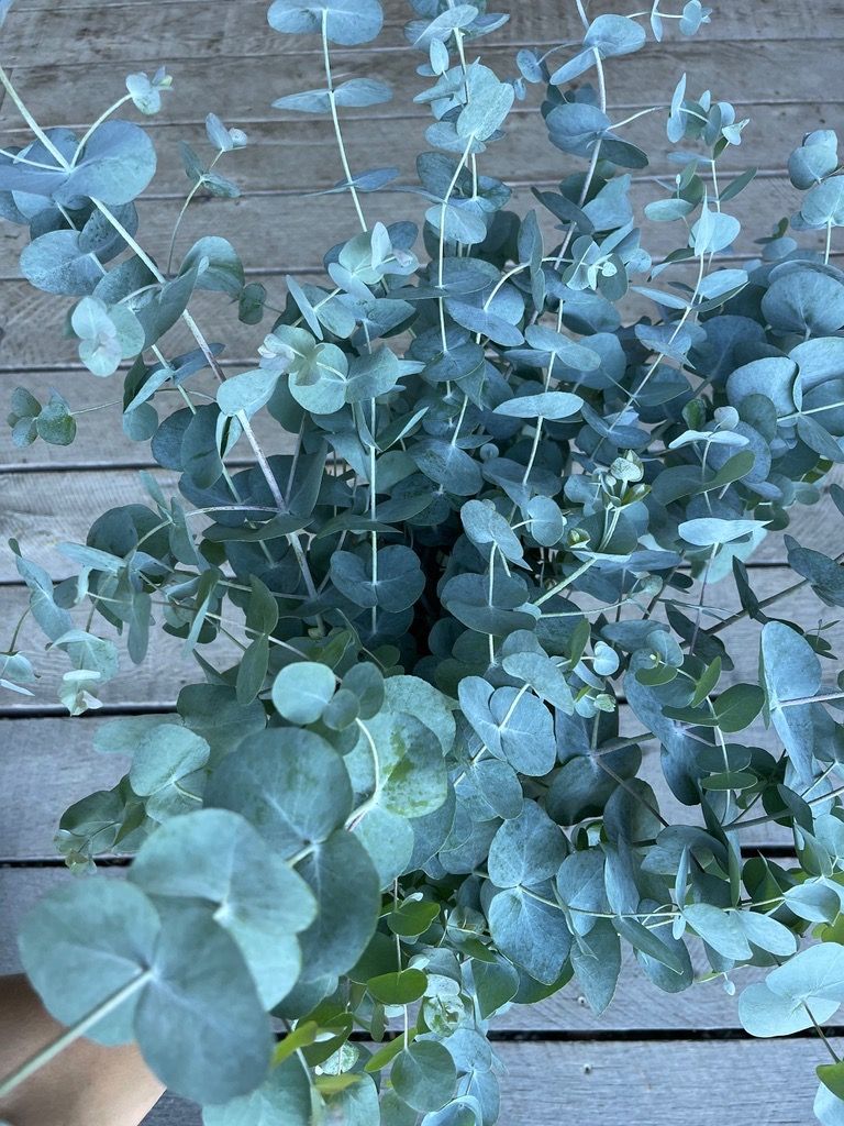 Mixed Eucalyptus Bucket
