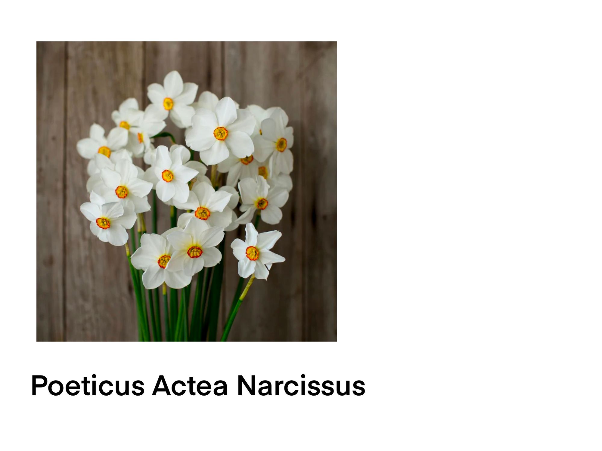 NARCISSUS Actaea